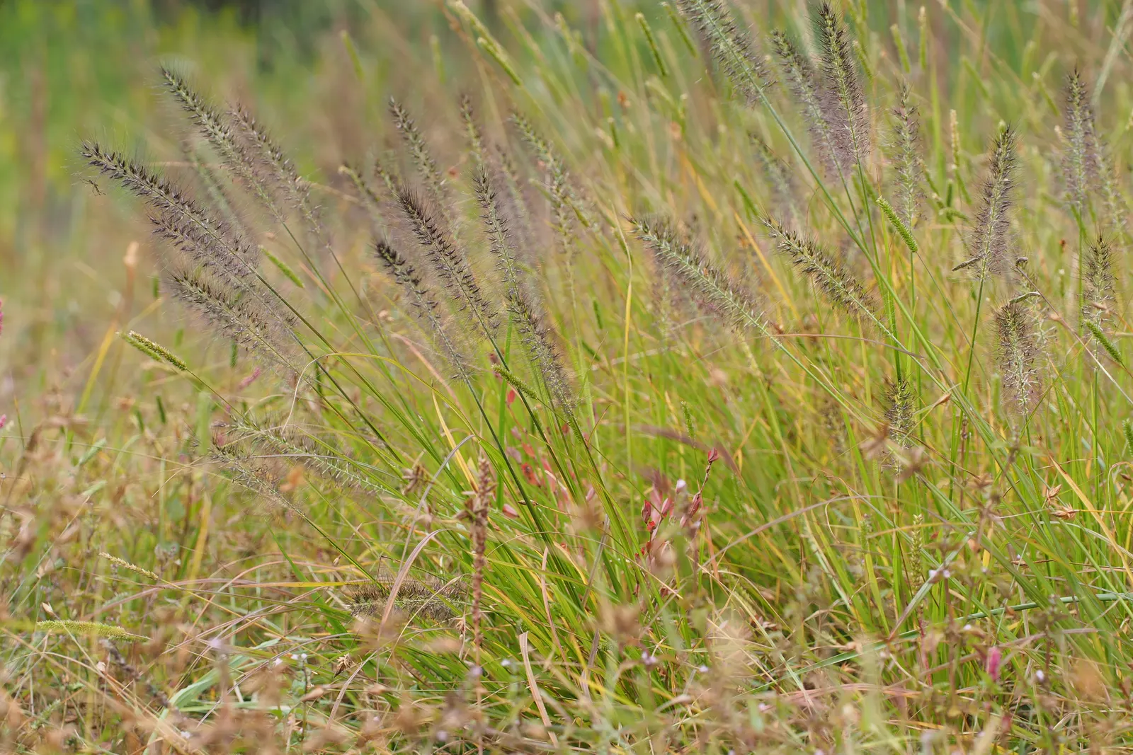 Fountain Grass (Pennisetum Alopecuroides) — consider using Fountain Grass as a specimen plant