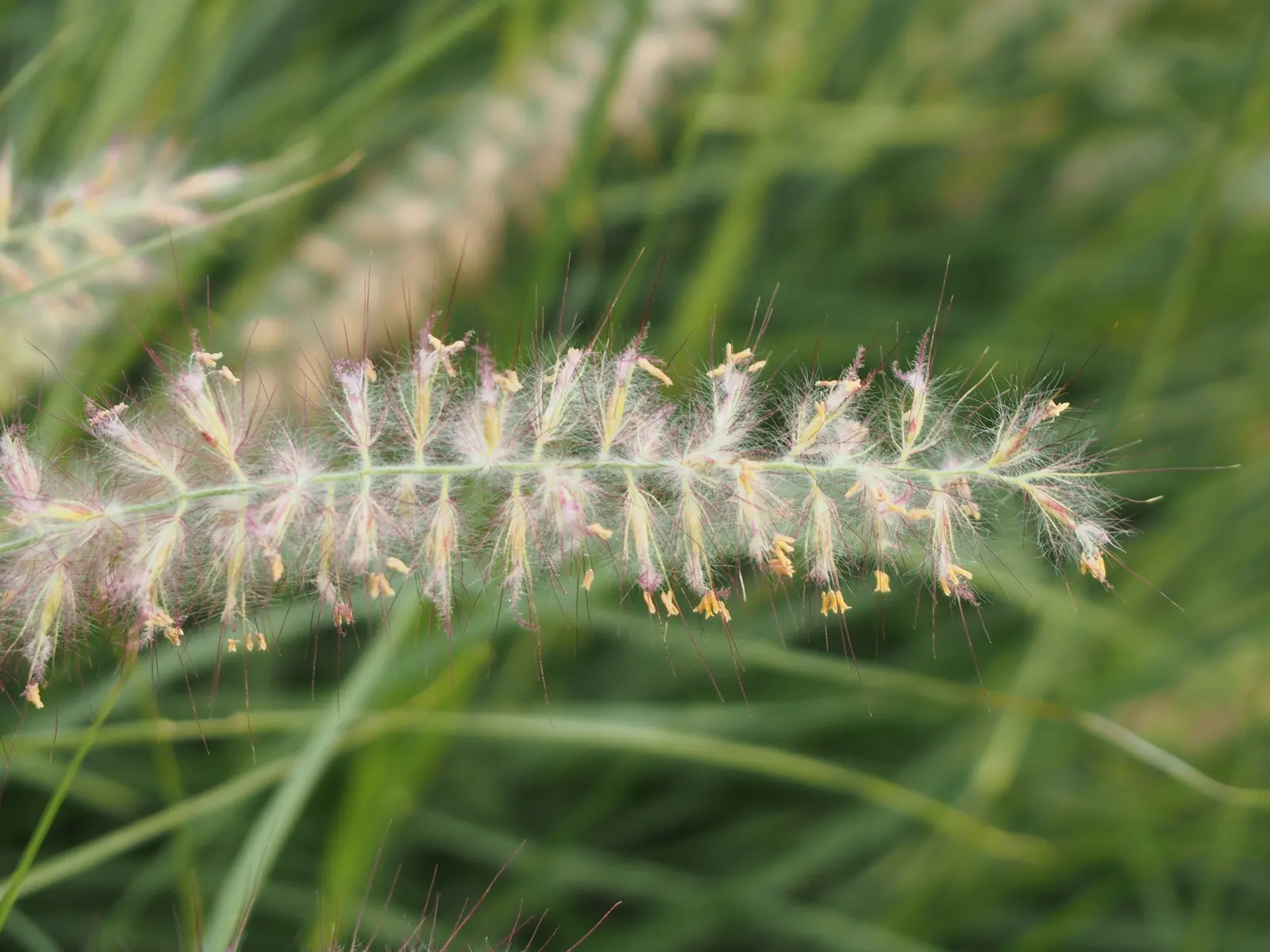 Fountain Grass (Pennisetum Alopecuroides) — With its elegant form and captivating blooms