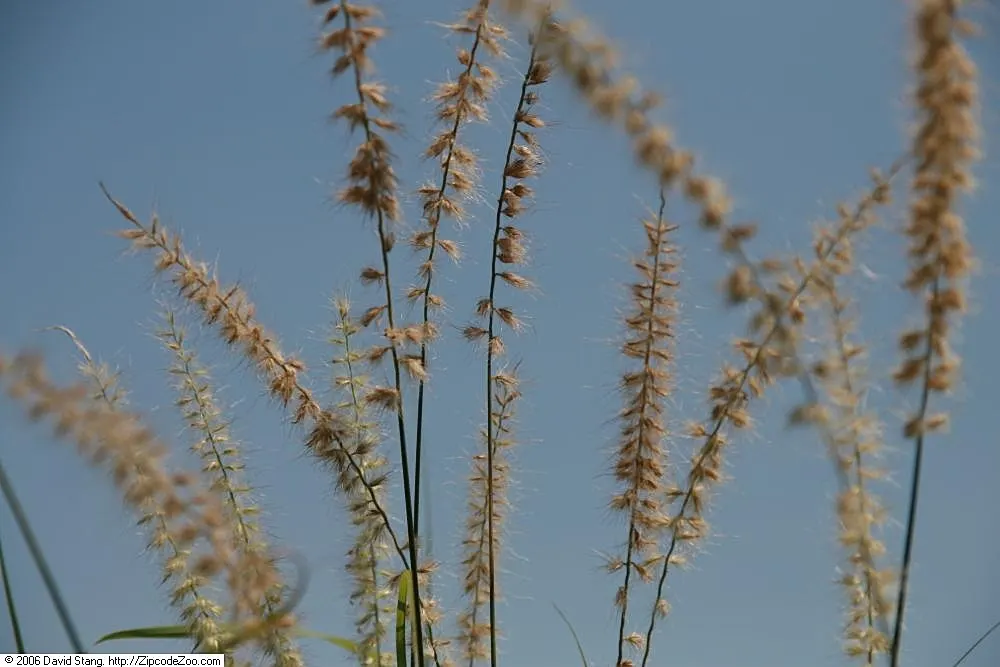 Fountain Grass (Pennisetum Alopecuroides) — making it an ideal accent for borders and containers; it is adaptable to a range of soil types but, image 88