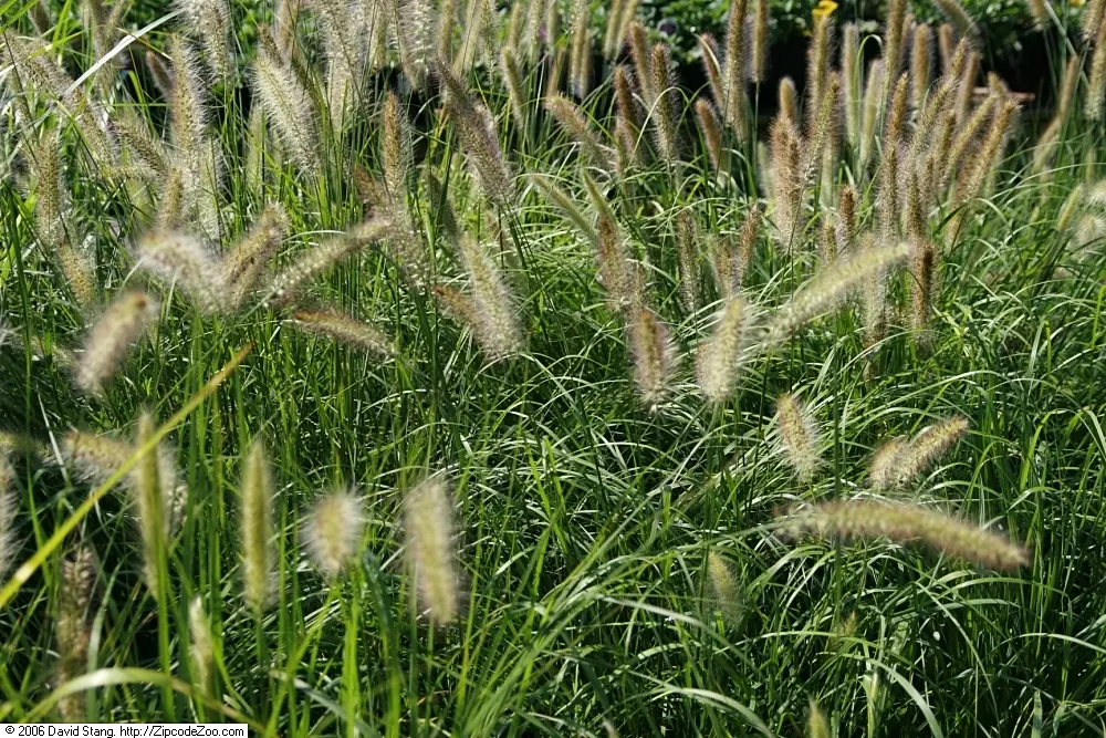 Fountain Grass (Pennisetum Alopecuroides) — making it an ideal accent for borders and containers; it is adaptable to a range of soil types but, image 61