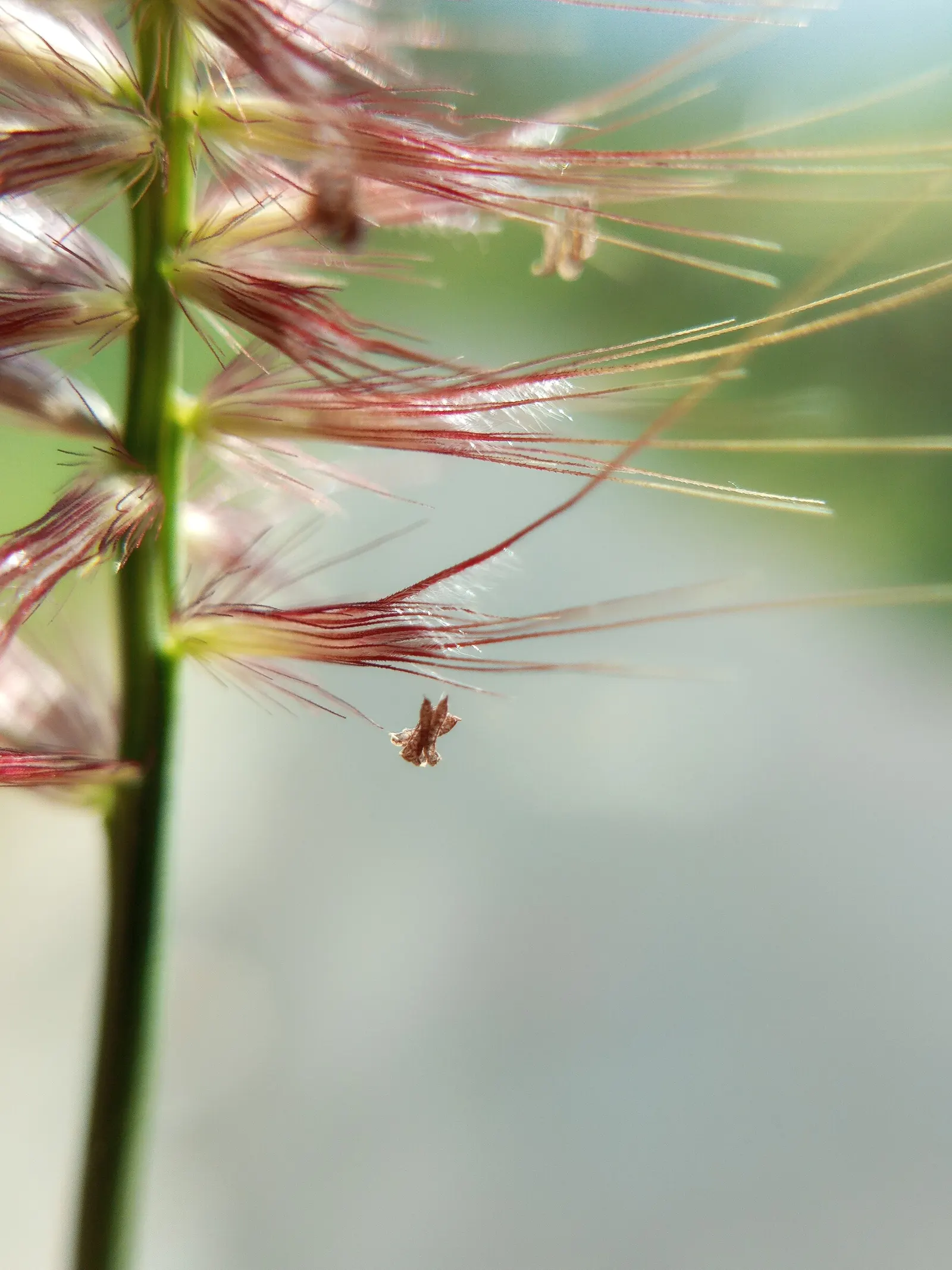 Fountain Grass (Pennisetum Alopecuroides) — bottlebrush-like flower spikes that emerge in late summer to early fall; making it an ideal accent for, image 94