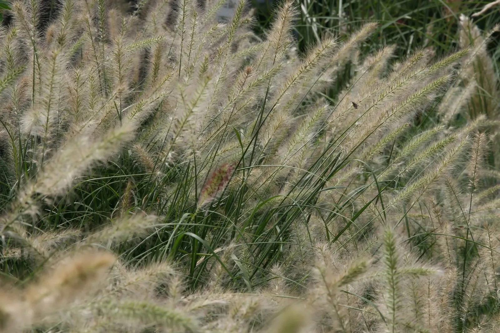 Fountain Grass (Pennisetum Alopecuroides) — grass / shrub for full; be mindful to space each plant approximately 24 to 36 inches apart to allow for, image 81