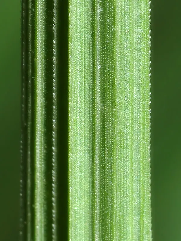 Fountain Grass (Pennisetum Alopecuroides) — Fountain Grass thrives in full sun