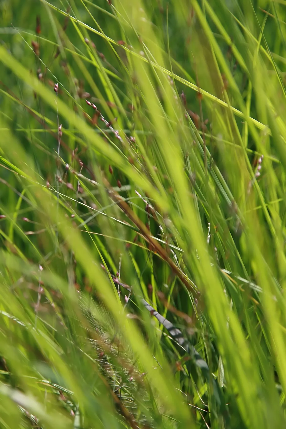 Fountain Grass (Pennisetum Alopecuroides) — commonly known as Fountain Grass; pennisetum alopecuroides is an excellent selection for adding both, image 89