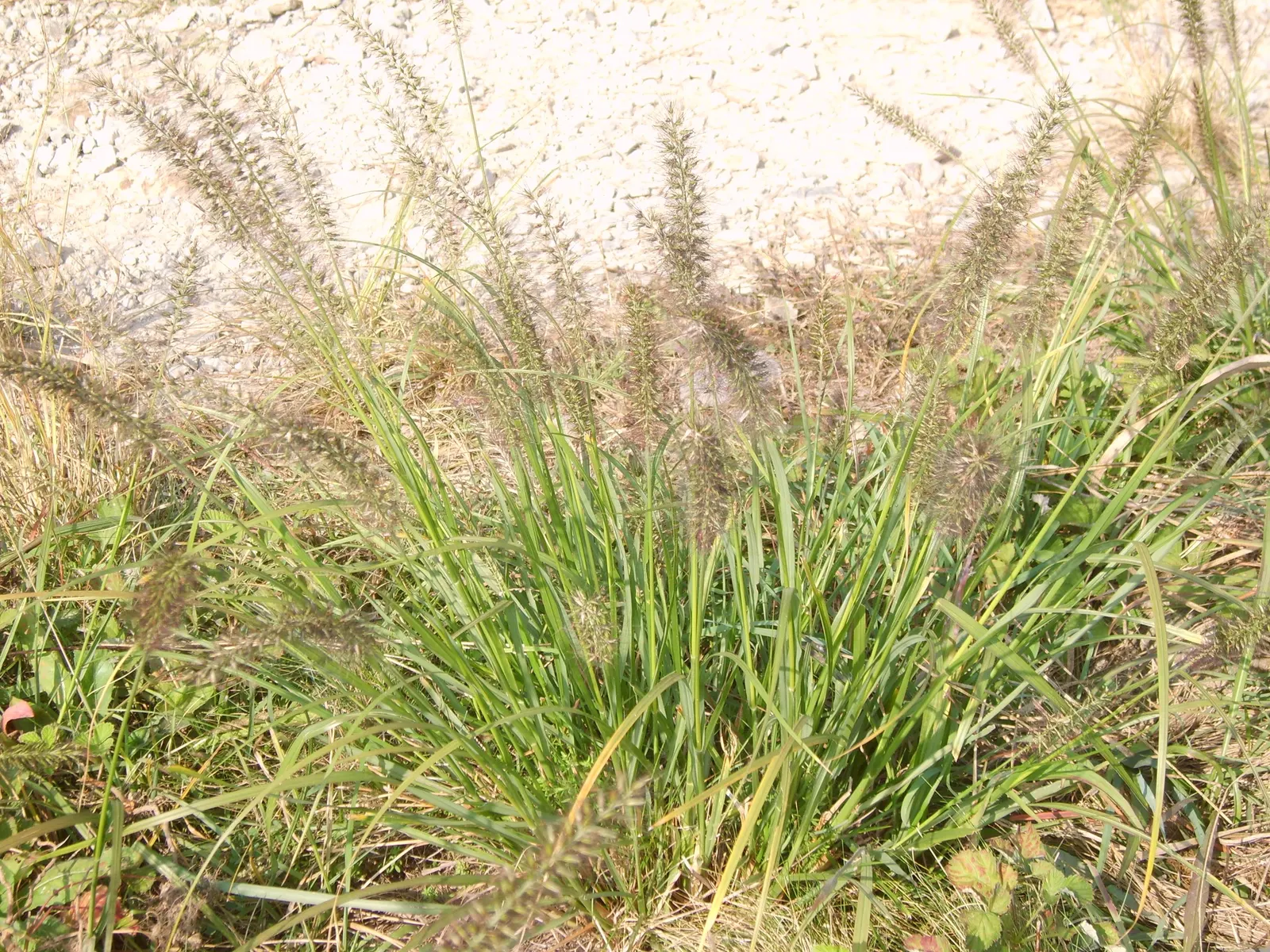 Fountain Grass (Pennisetum Alopecuroides) — providing enduring visual interest.<br><br>Hardy in USDA zones 5 through 9; pennisetum alopecuroides, commonly