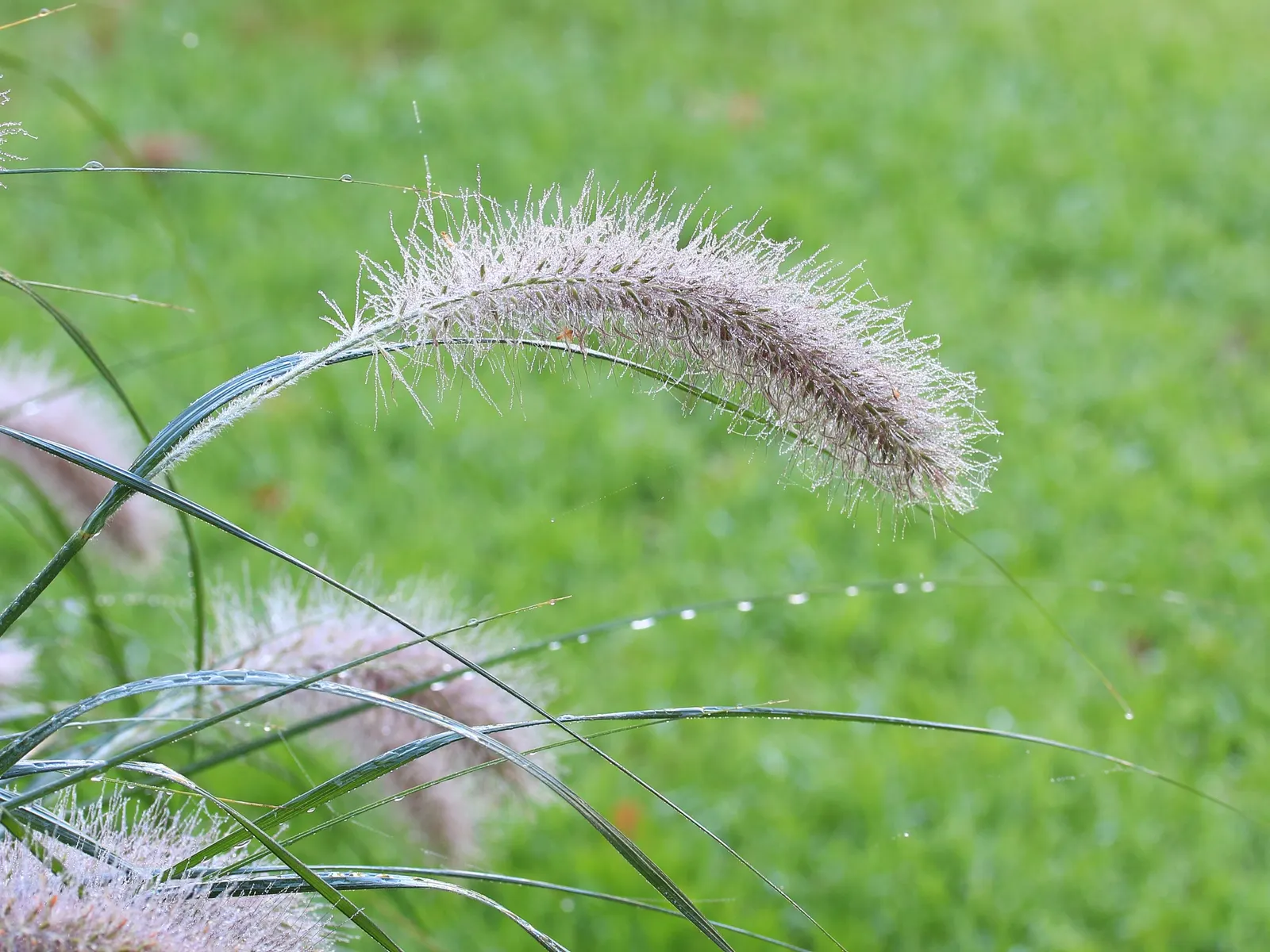 Fountain Grass (Pennisetum Alopecuroides) — or along borders for a dramatic effect, image 77