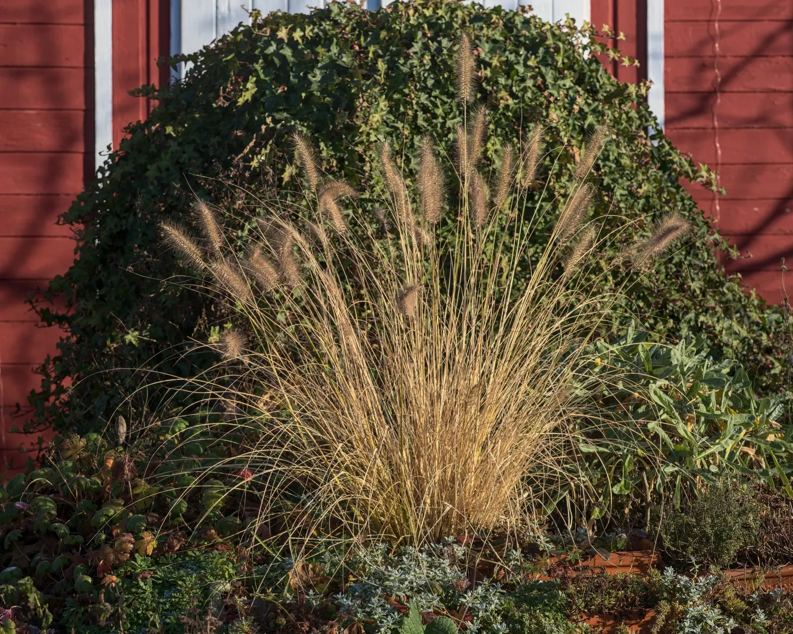 Fountain Grass (Pennisetum Alopecuroides) — Fountain Grass provides year-round interest; its arching foliage forms a clumping tuft, image 87
