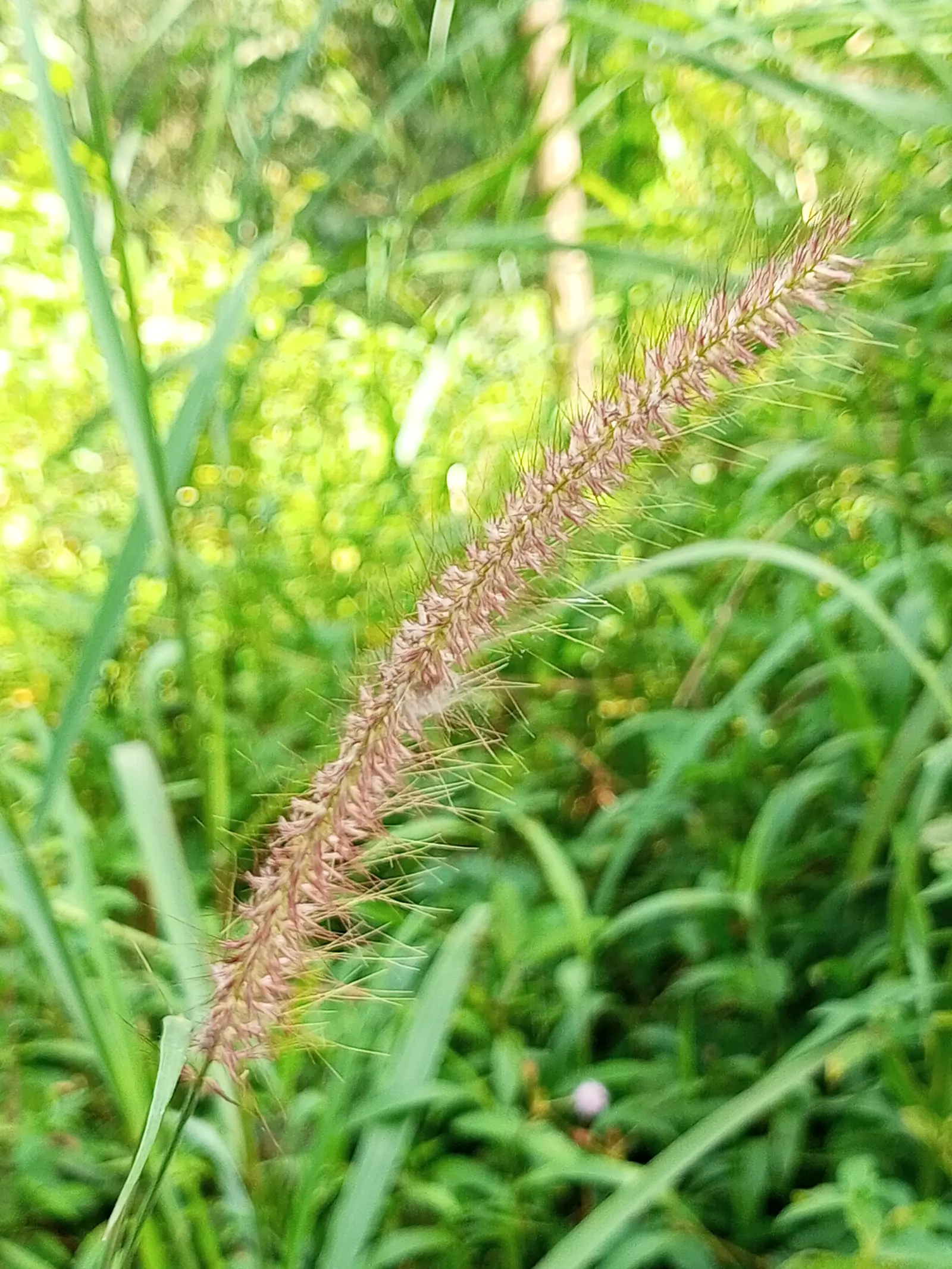 Fountain Grass (Pennisetum Alopecuroides) — Pennisetum alopecuroides, commonly known as Fountain Grass, is a perennial ornamental cultivar, image 82