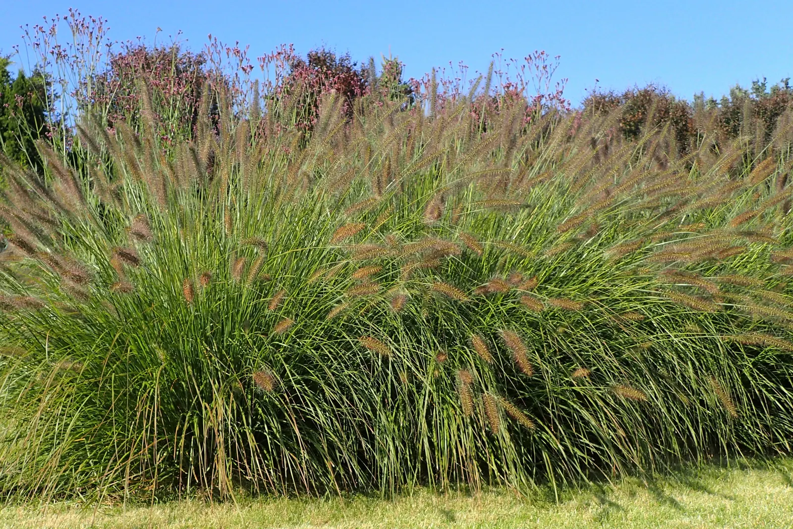 Fountain Grass (Pennisetum Alopecuroides) — making it a low-maintenance choice for water-conscious landscapes.<br><br>When planning the layout