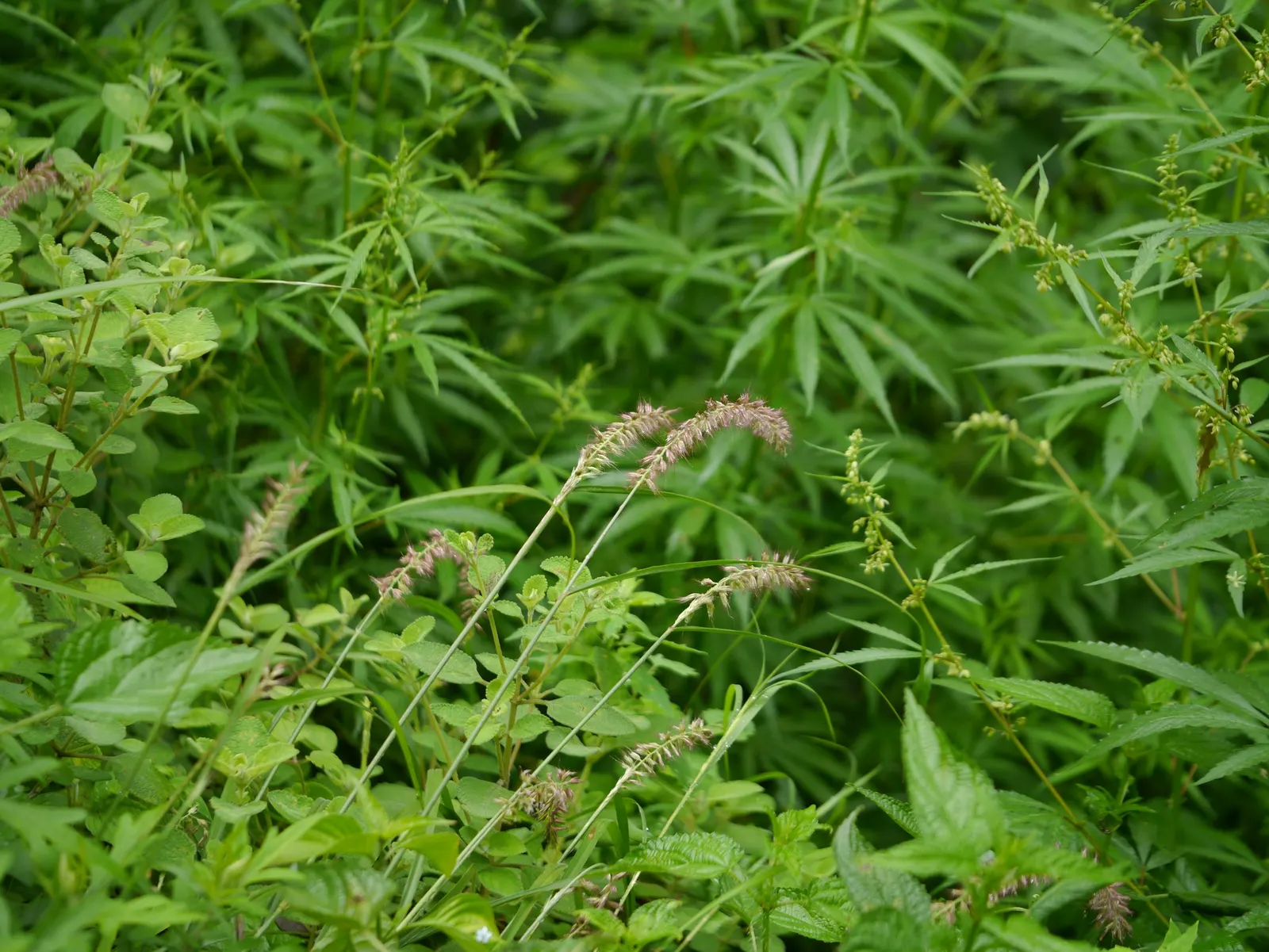 Fountain Grass (Pennisetum Alopecuroides) — Pennisetum alopecuroides is an excellent selection for adding both beauty and function to your client's garden