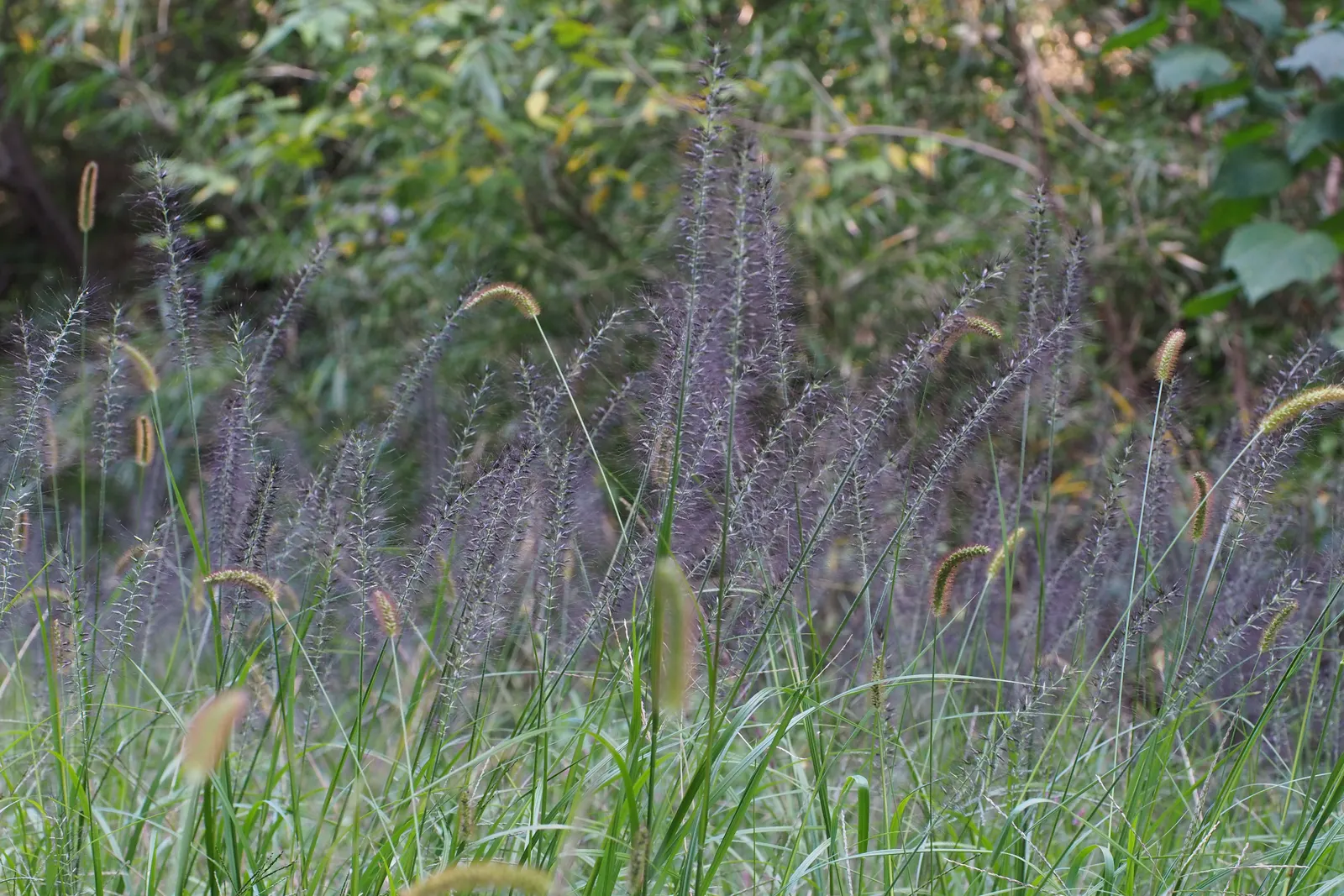 Fountain Grass (Pennisetum Alopecuroides) — is a perennial ornamental grass well-suited for adding texture and movement to the landscape; fountain, image 90