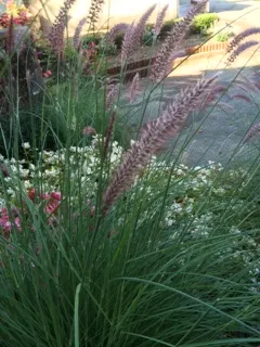 Fountain Grass (Pennisetum Alopecuroides) — Pennisetum alopecuroides, commonly known as Fountain Grass, is a perennial ornamental cultivar