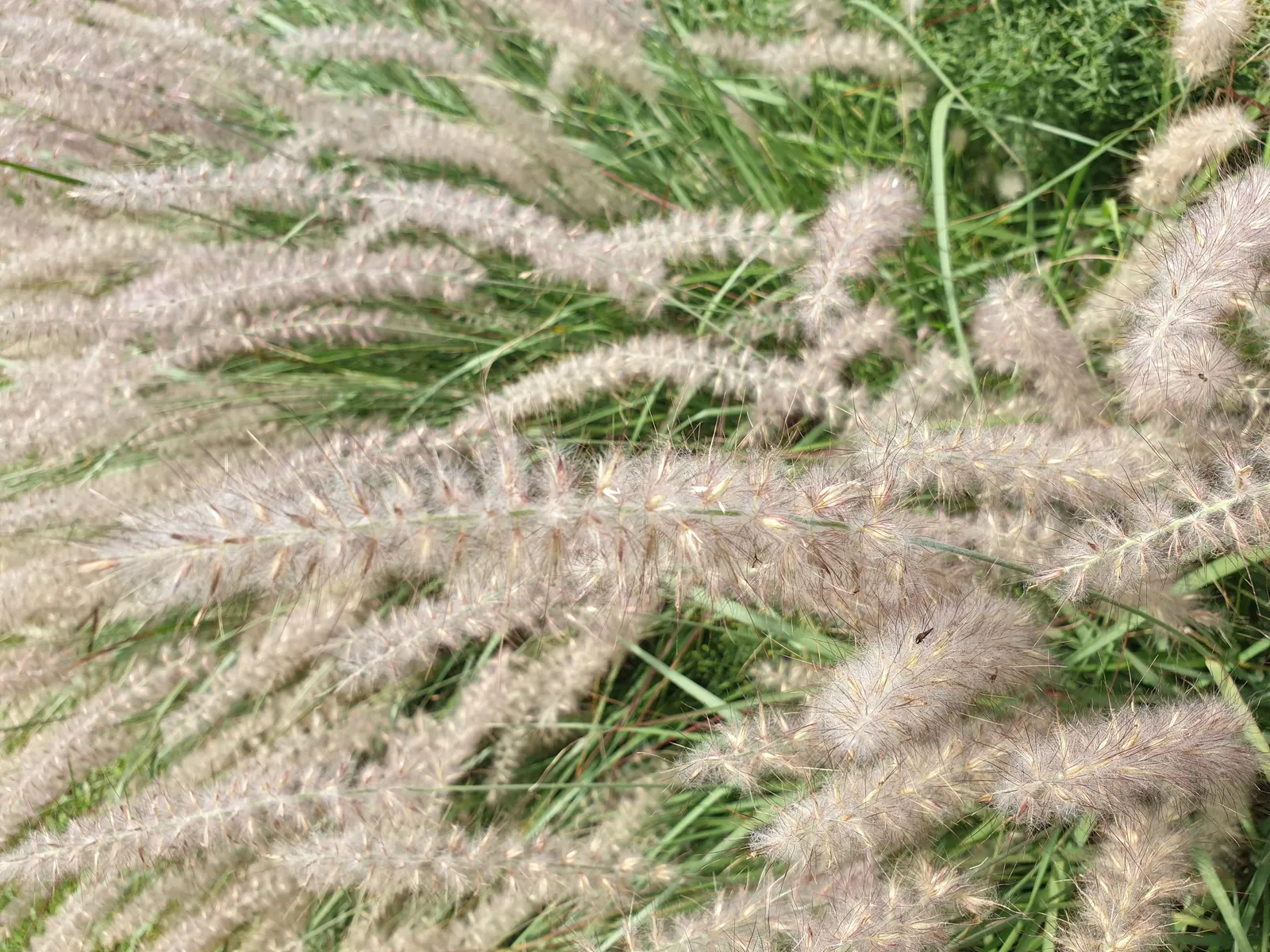 Fountain Grass (Pennisetum Alopecuroides) — These flowers can reach lengths of 8 to 12 inches and are usually a soft, rosy-purple color, image 95