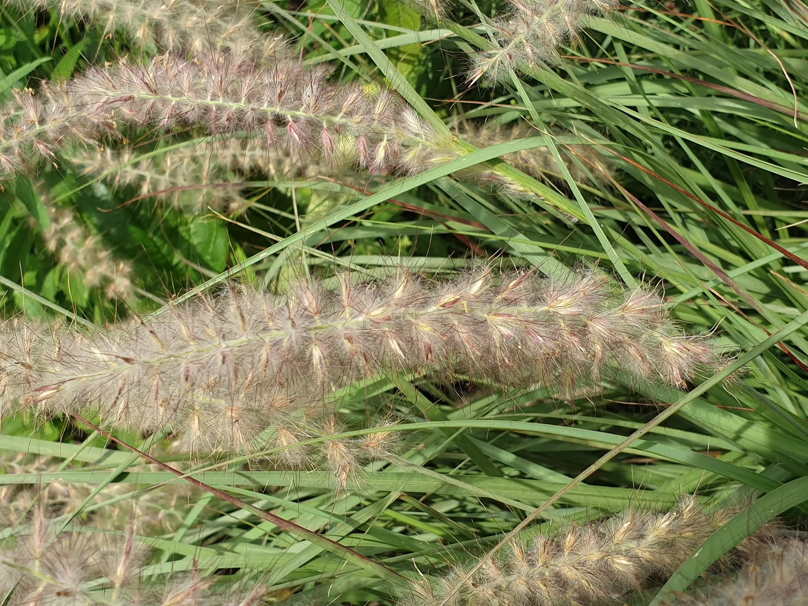 Fountain Grass (Pennisetum Alopecuroides) — or along borders for a dramatic effect, image 50