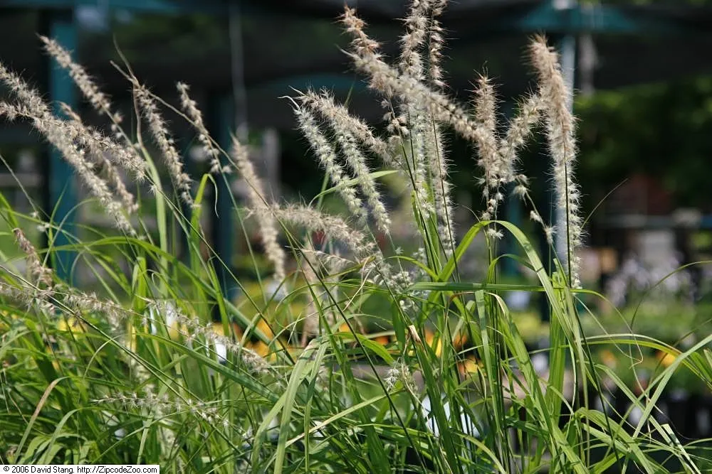 Fountain Grass (Pennisetum Alopecuroides) — consider using Fountain Grass as a specimen plant; providing enduring visual interest.<br><br>Hardy in, image 76