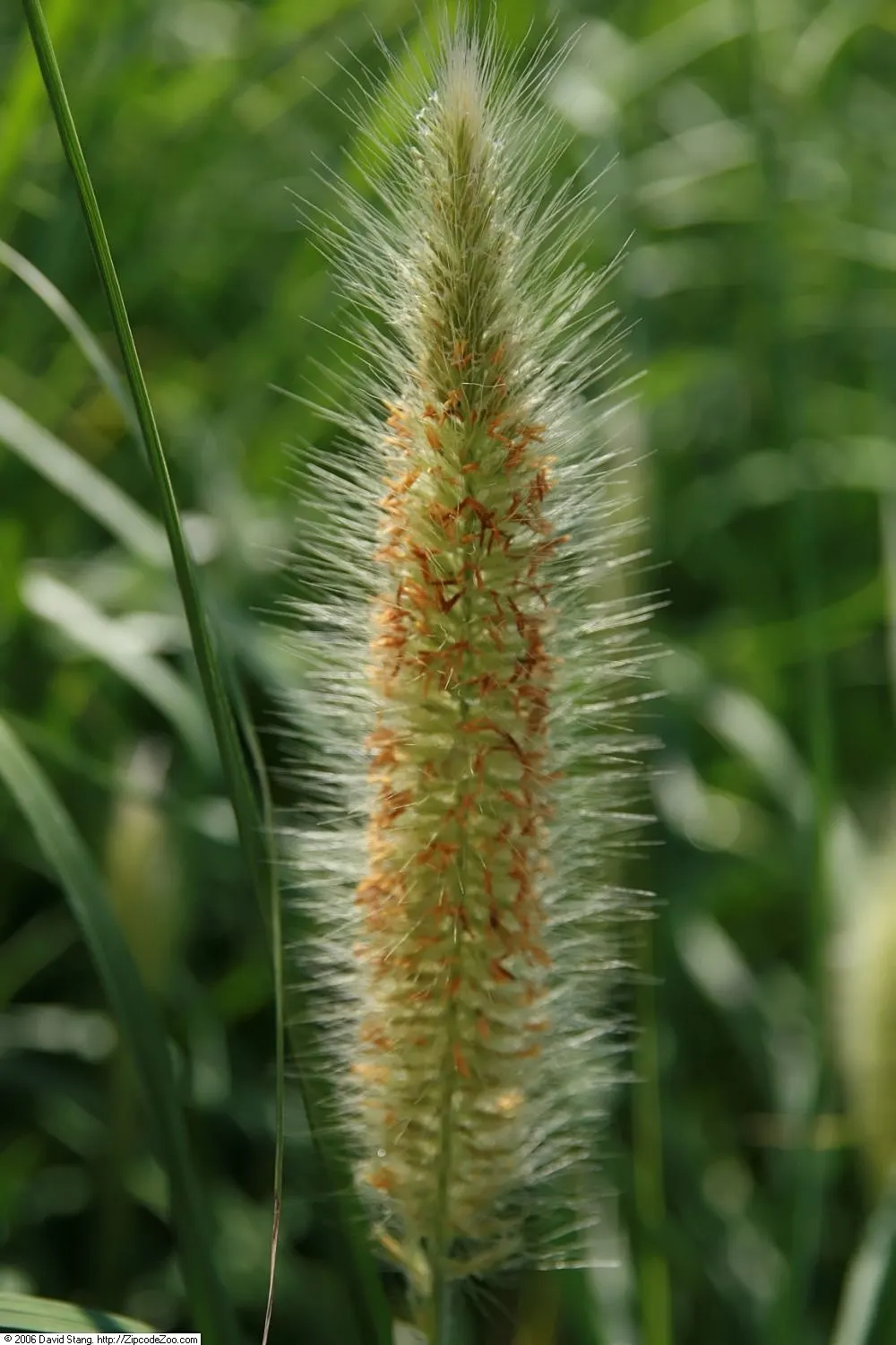 Fountain Grass (Pennisetum Alopecuroides) — or along borders for a dramatic effect