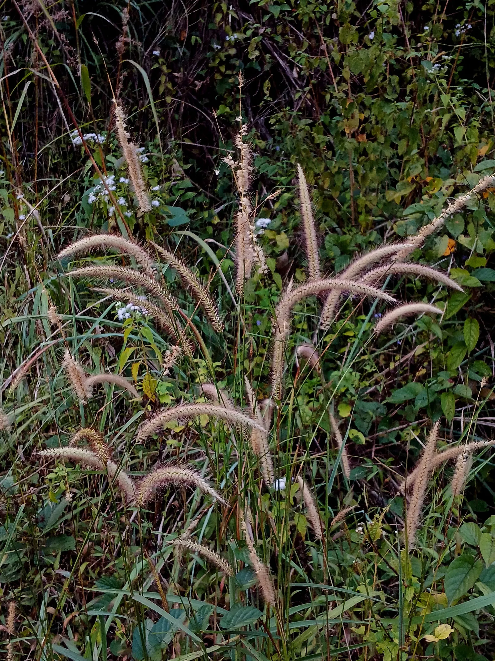 Fountain Grass (Pennisetum Alopecuroides) — Fountain Grass provides year-round interest; its arching foliage forms a clumping tuft