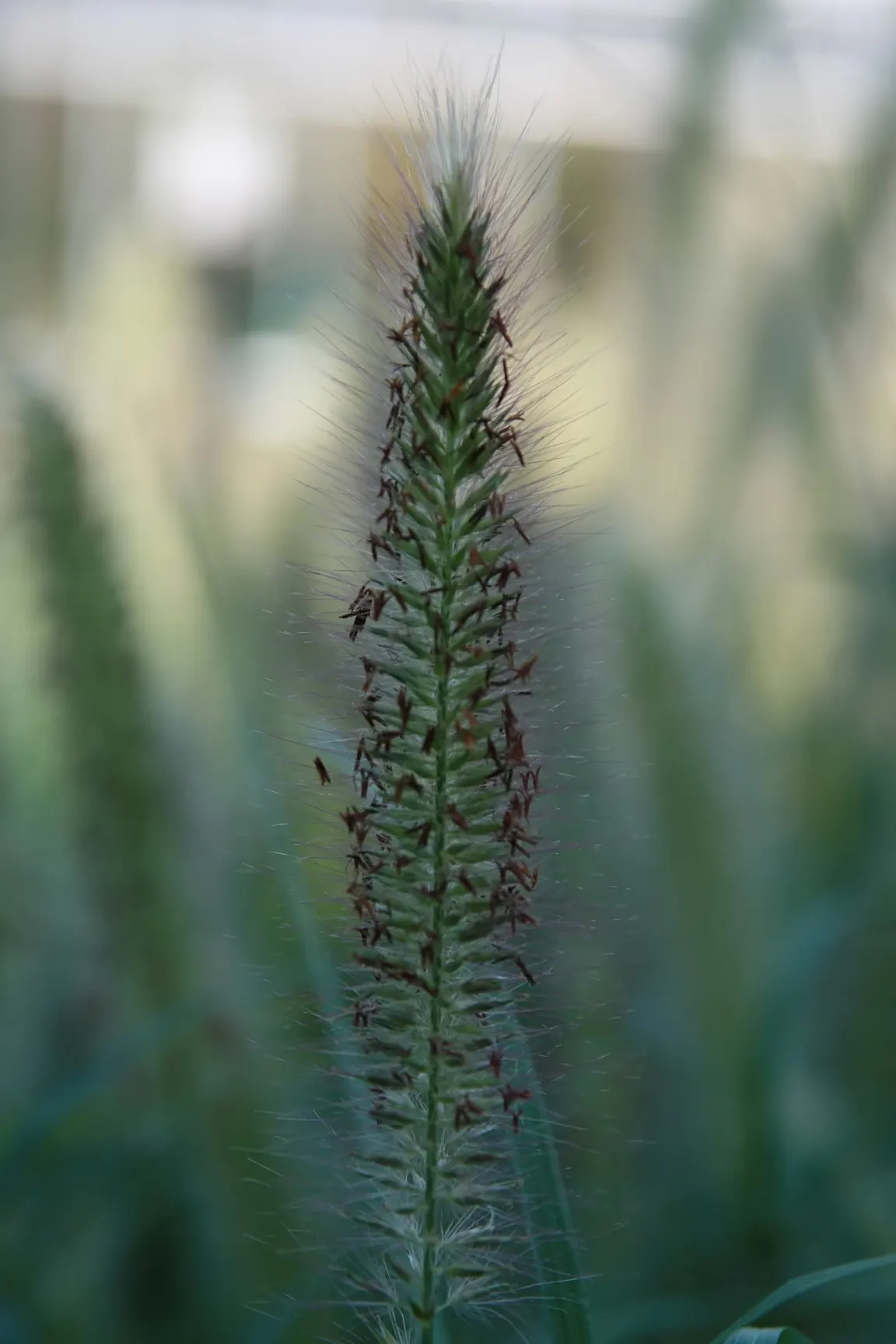 Fountain Grass (Pennisetum Alopecuroides) — Thriving in USDA zones 5-9, it prefers full sun to partial shade; with its elegant form and captivating blooms
