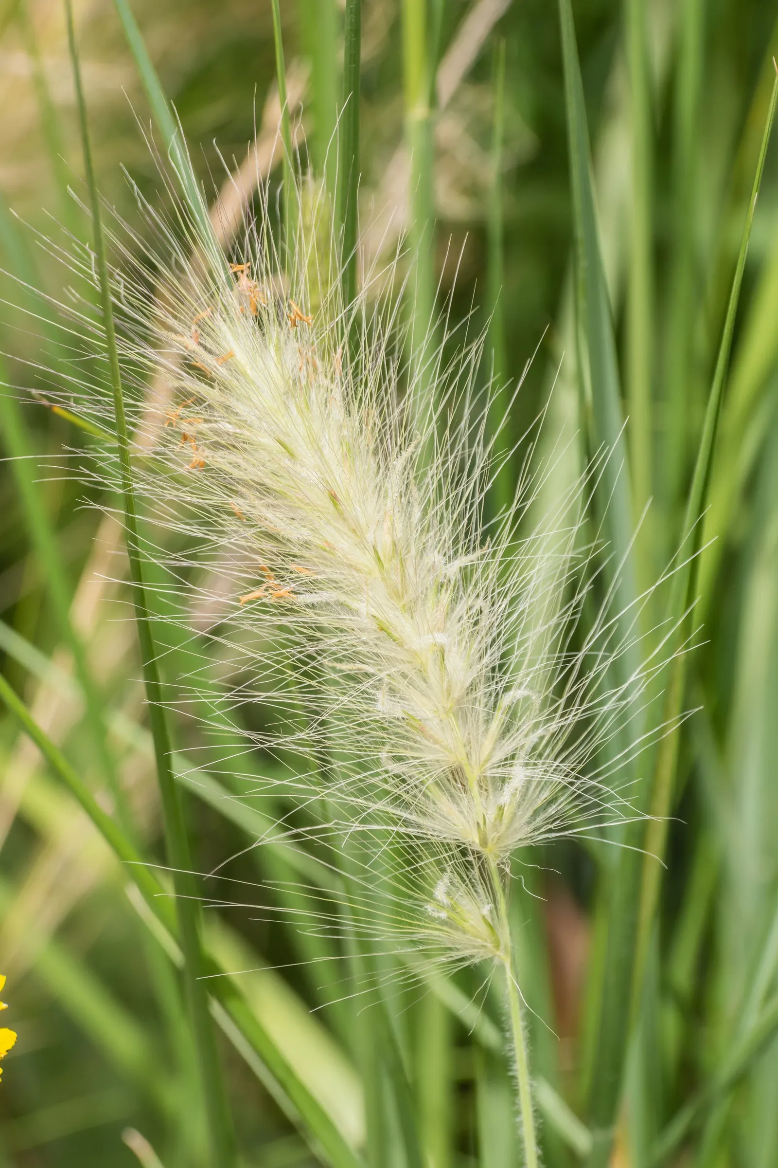 Fountain Grass (Pennisetum Alopecuroides) — Fountain Grass provides year-round interest
