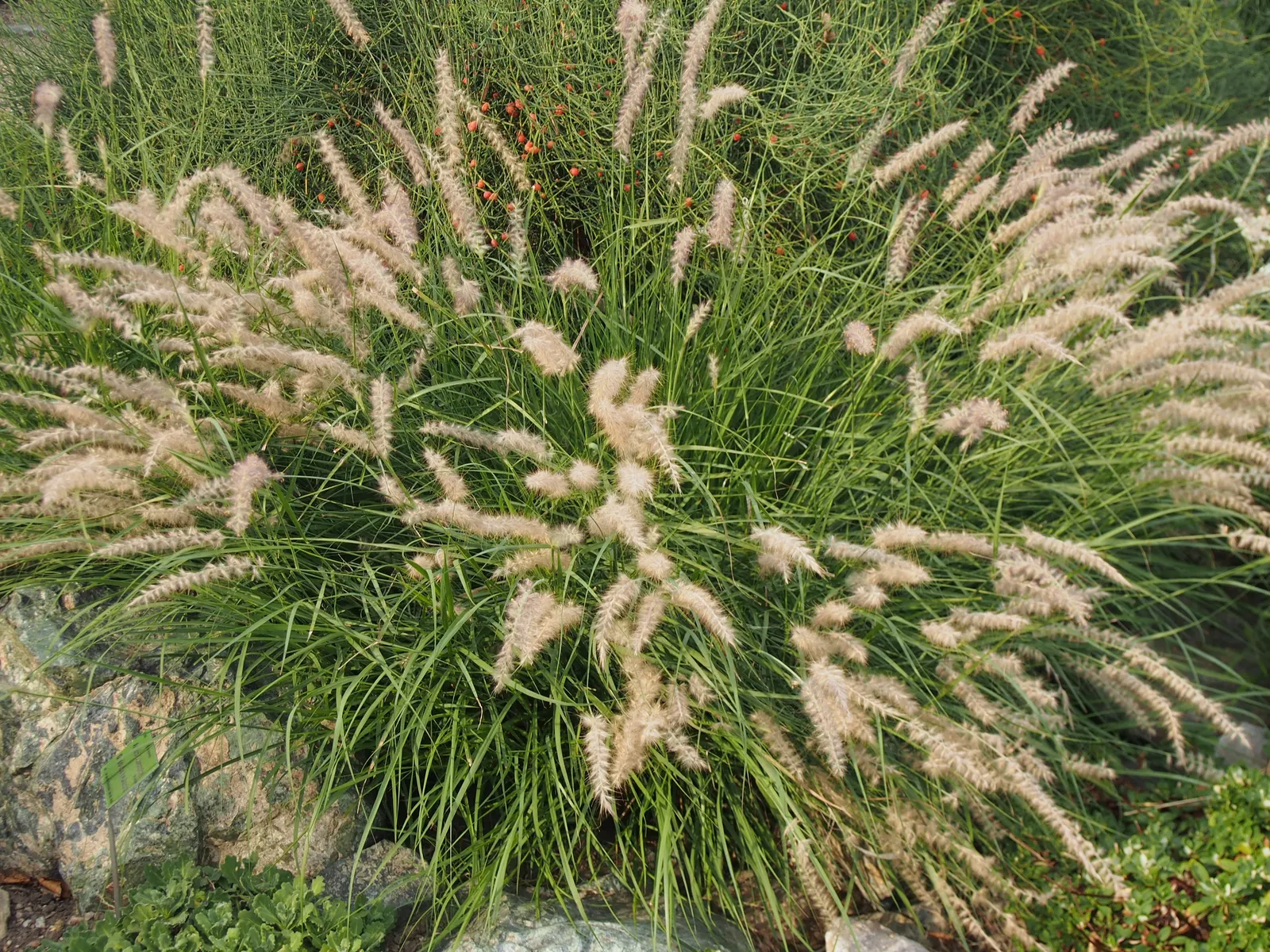 Fountain Grass (Pennisetum Alopecuroides) — bearing a striking resemblance to a water fountain when at its peak