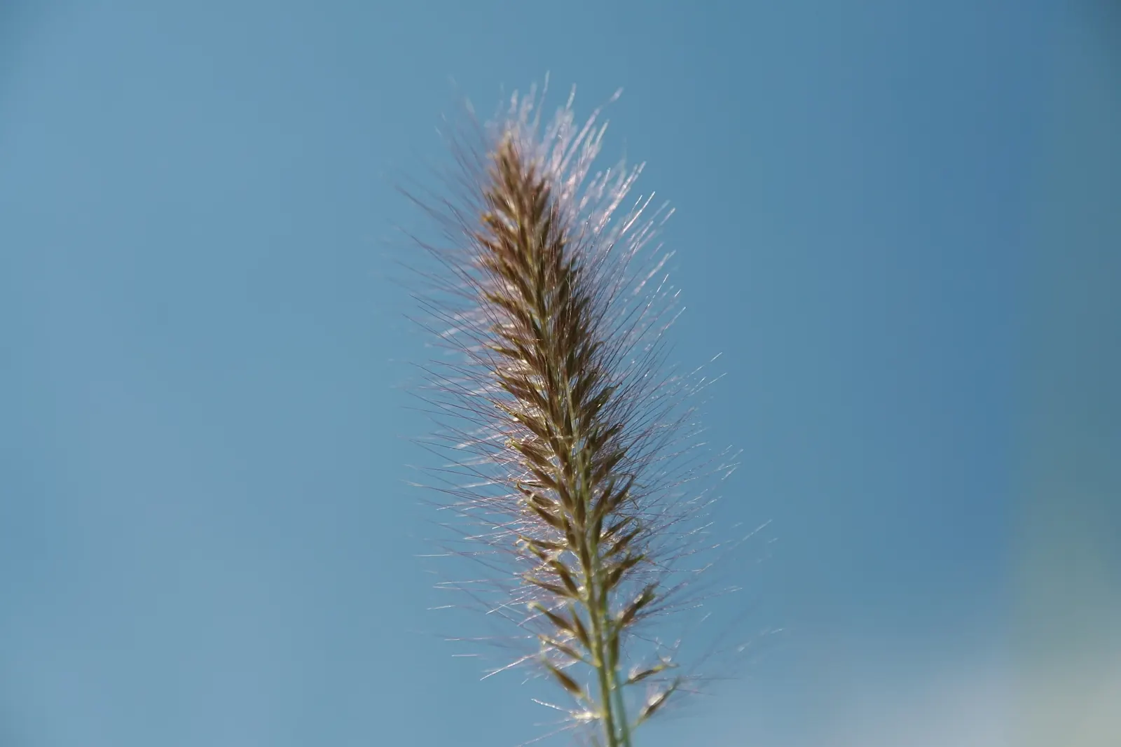 Fountain Grass (Pennisetum Alopecuroides) — commonly known as Fountain Grass; pennisetum alopecuroides is an excellent selection for adding both beauty and
