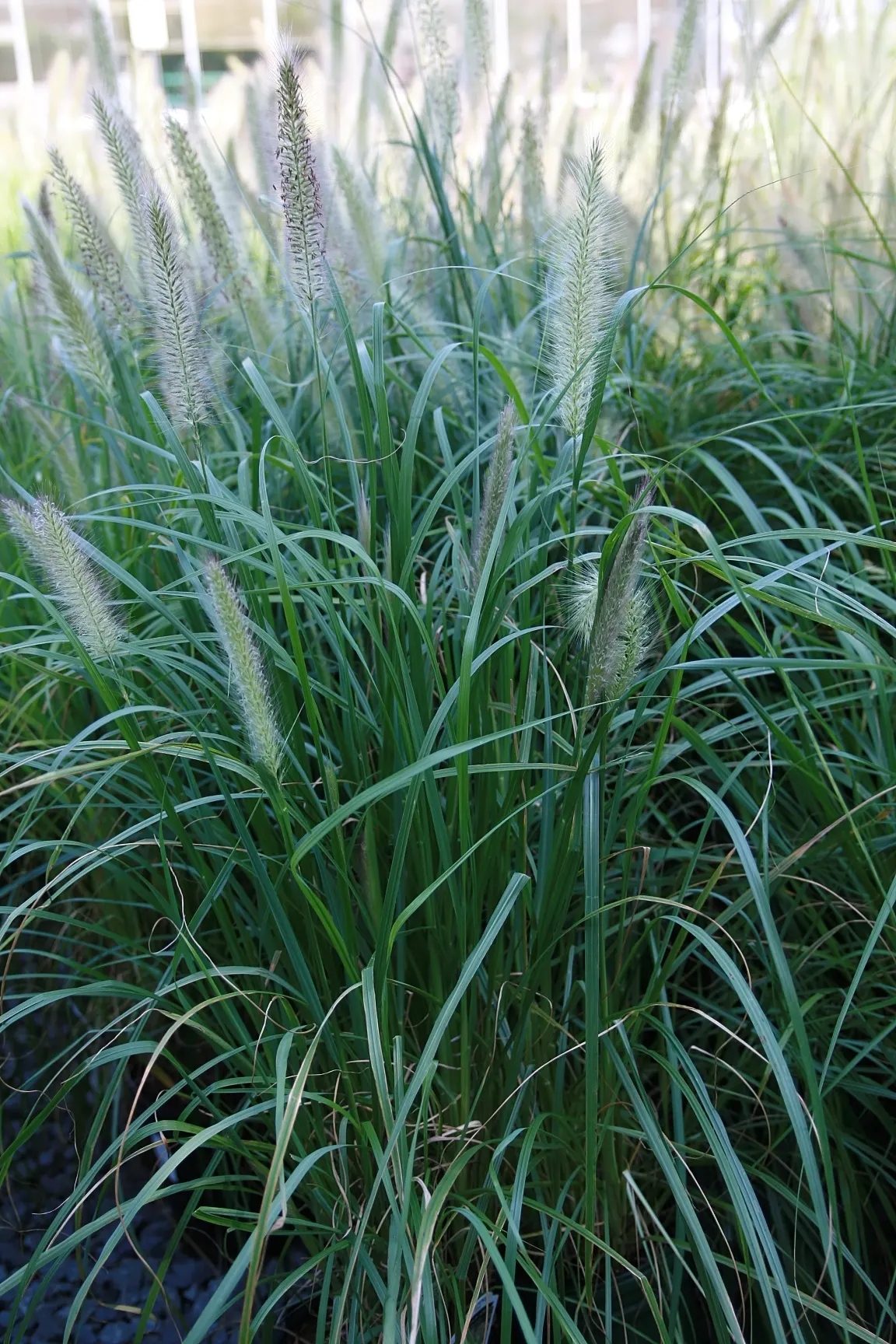 Fountain Grass (Pennisetum Alopecuroides) — making it a low-maintenance choice for water-conscious landscapes.<br><br>When planning the layout; is, image 75