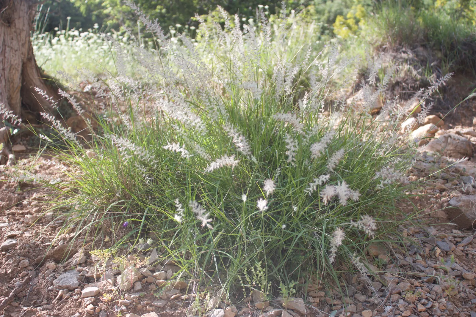 Fountain Grass (Pennisetum Alopecuroides) — providing enduring visual interest.<br><br>Hardy in USDA zones 5 through 9; pennisetum alopecuroides, image 70