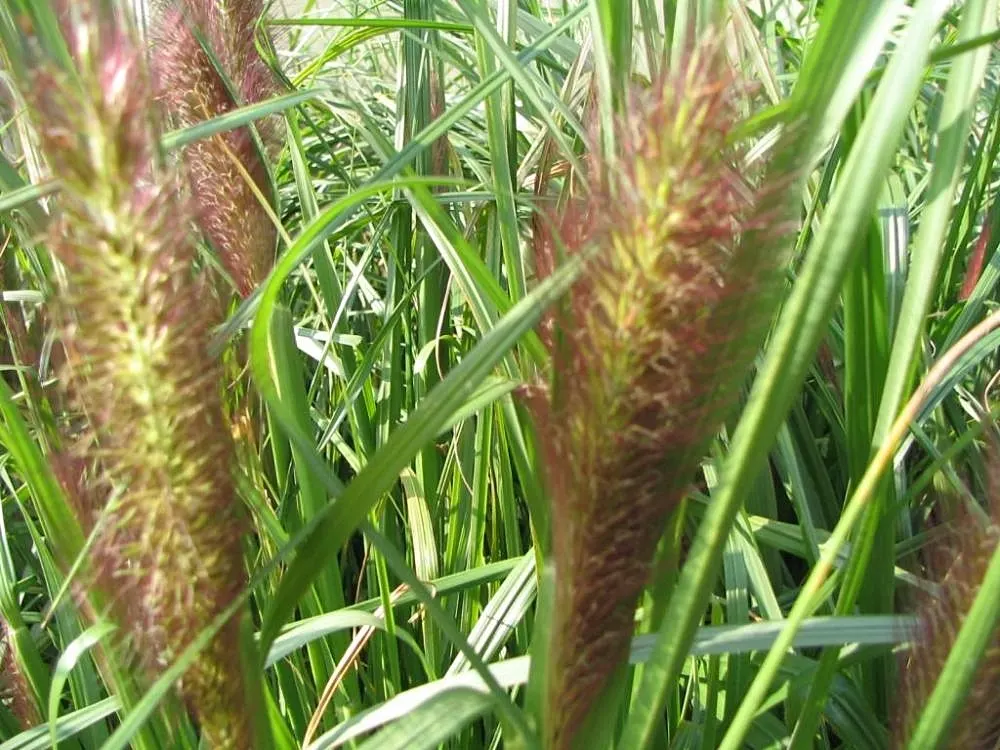 Fountain Grass (Pennisetum Alopecuroides) — Its lush, green foliage turns a golden-bronze hue in fall