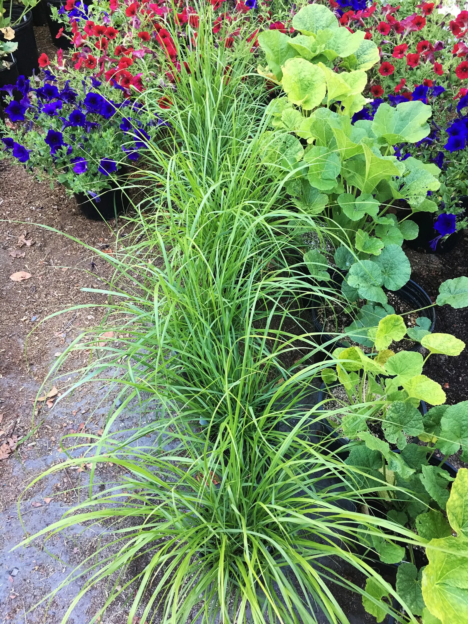 Fountain Grass (Pennisetum Alopecuroides) — These flowers can reach lengths of 8 to 12 inches and are usually a soft, rosy-purple color, image 68