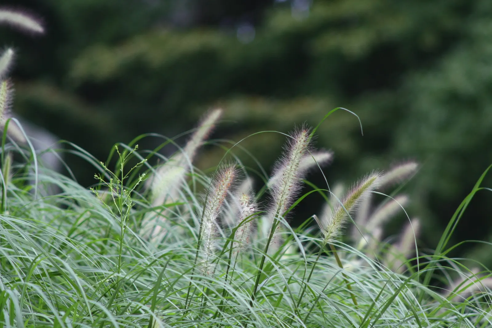 Fountain Grass (Pennisetum Alopecuroides) — It exhibits gracefully arching, bottlebrush-like plumes reaching 2 to 3 feet high and 1 to 2 feet wide, image 83