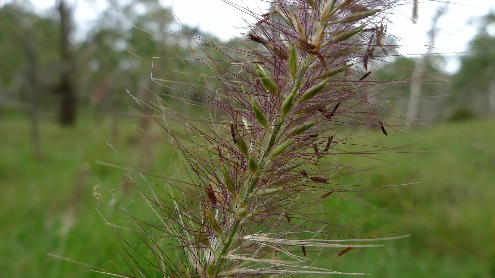 Fountain Grass (Pennisetum Alopecuroides) — Be mindful to space each plant approximately 24 to 36 inches apart to allow for mature spread; its, image 78