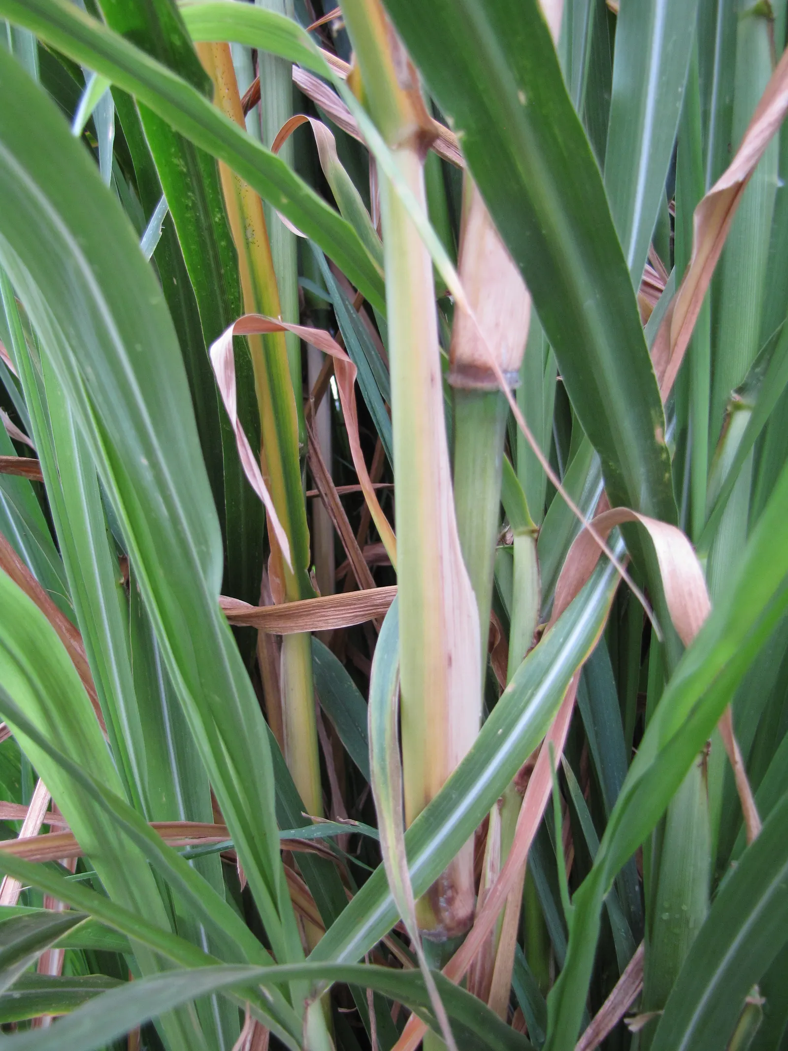 Fountain Grass (Pennisetum Alopecuroides) — is a perennial ornamental grass well-suited for adding texture and movement to the landscape; fountain Grass