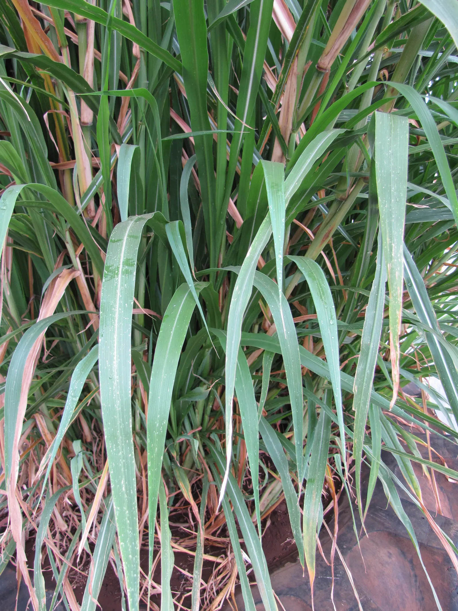 Fountain Grass (Pennisetum Alopecuroides) — commonly known as Fountain Grass
