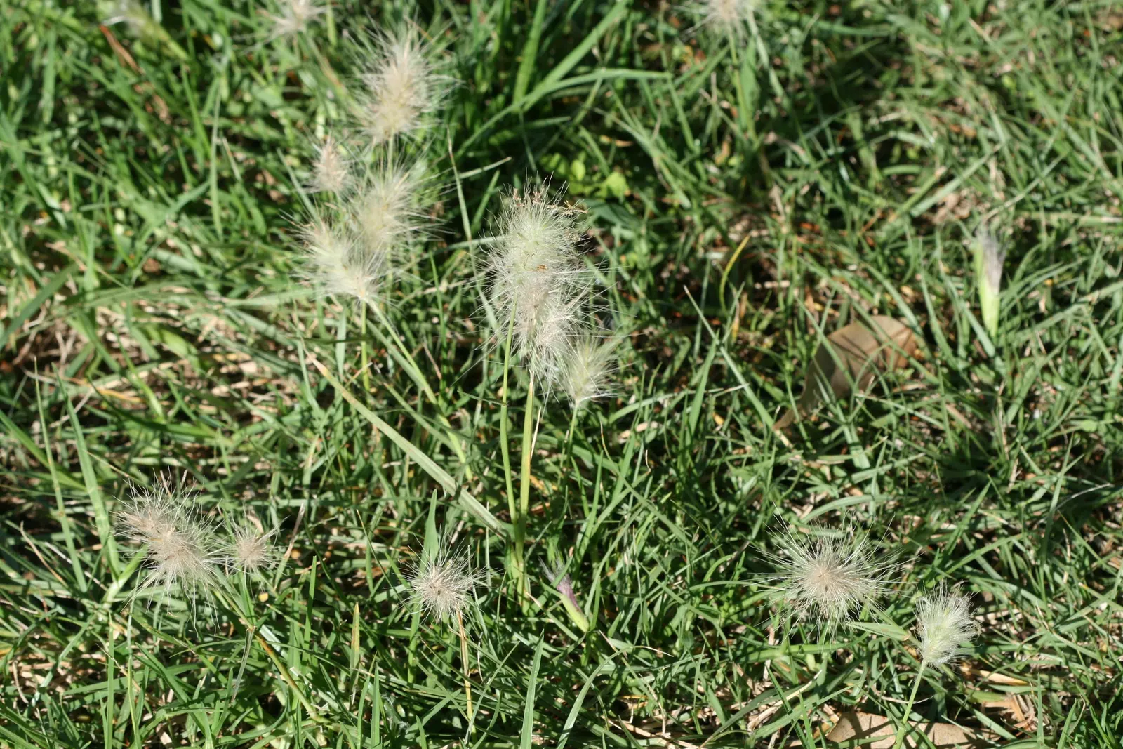 Fountain Grass (Pennisetum Alopecuroides) — requiring a minimum of six hours of direct light per day for optimal growth; they fade to a buff or tan, image 72