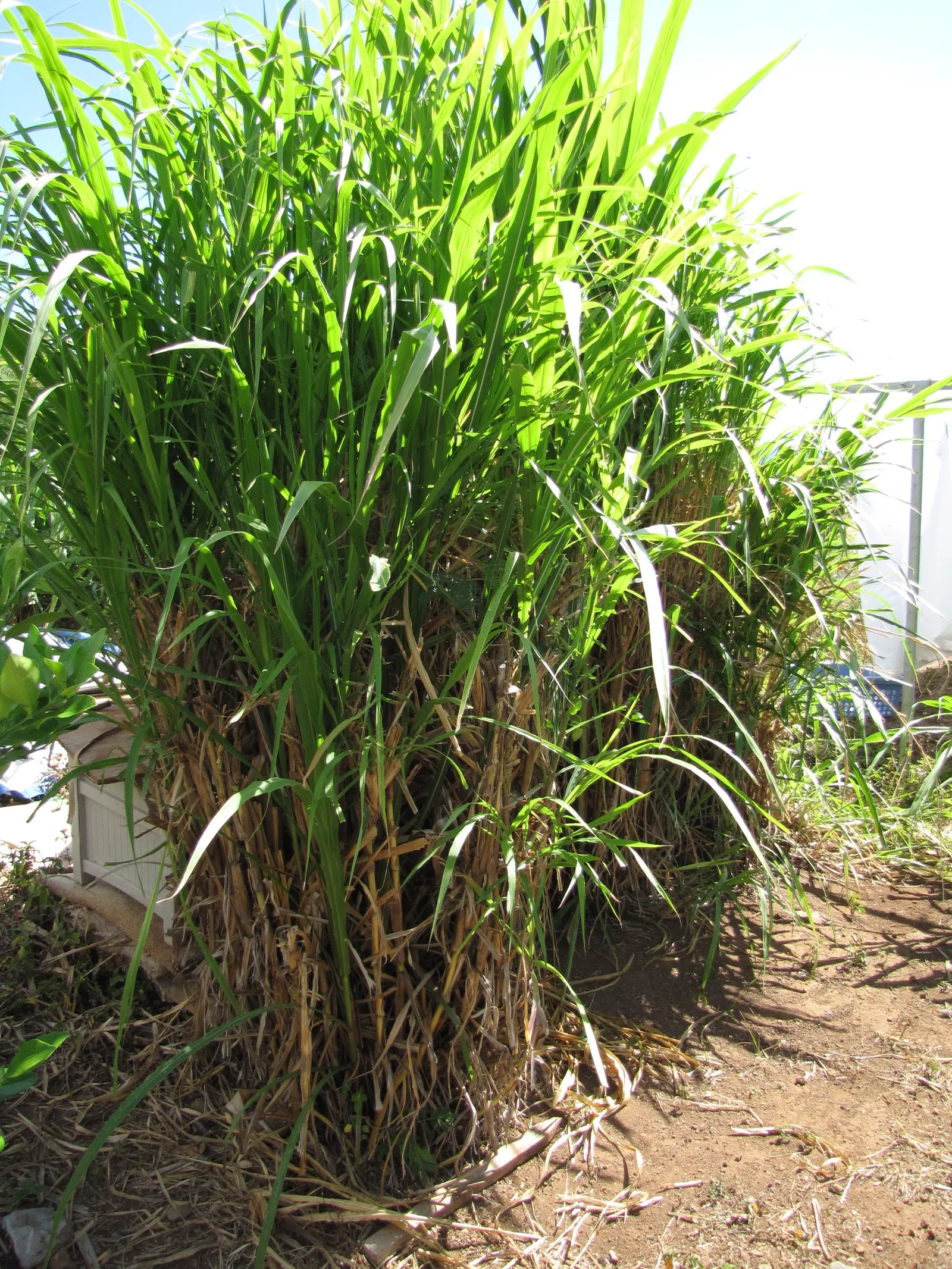 Fountain Grass (Pennisetum Alopecuroides) — Low-maintenance and drought-tolerant