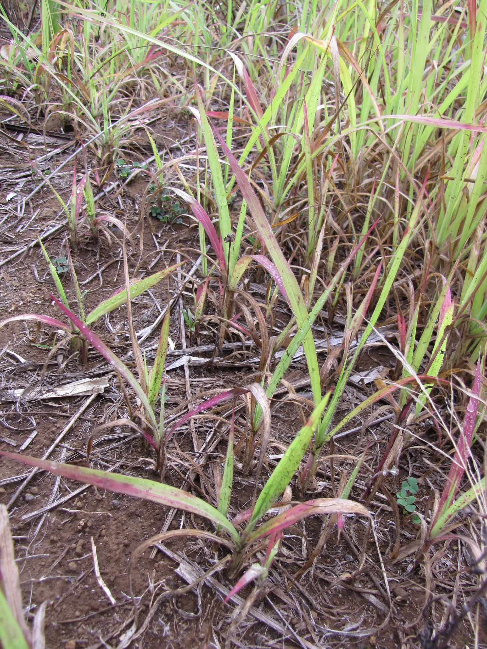 Fountain Grass (Pennisetum Alopecuroides) — It is adaptable to a range of soil types but performs best in well-drained loam with moderate moisture levels