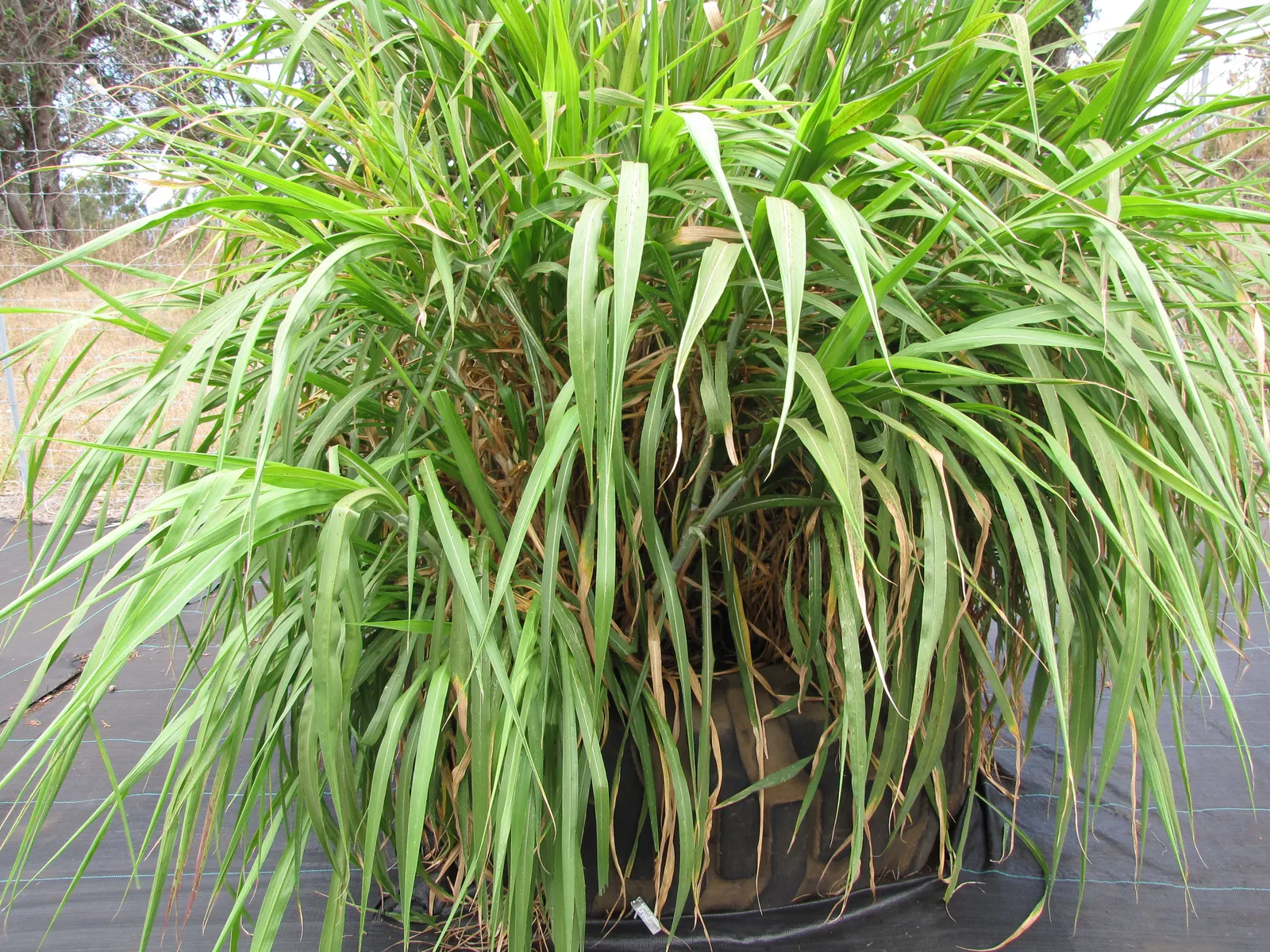 Fountain Grass (Pennisetum Alopecuroides) — With its elegant form and captivating blooms; this graceful plant typically reaches heights of 2 to 3 feet with an