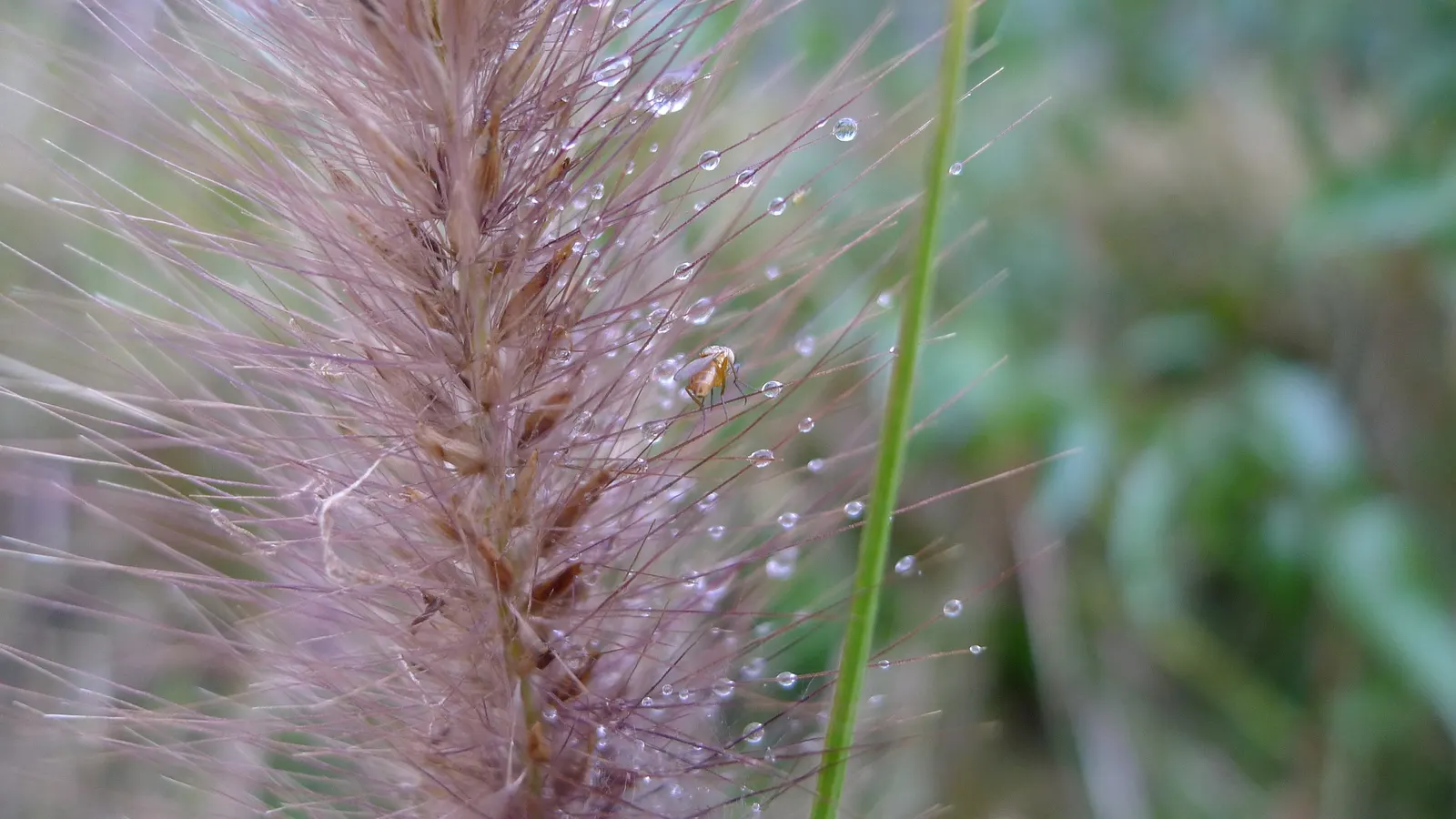 Fountain Grass (Pennisetum Alopecuroides) — Low-maintenance and drought-tolerant, image 32