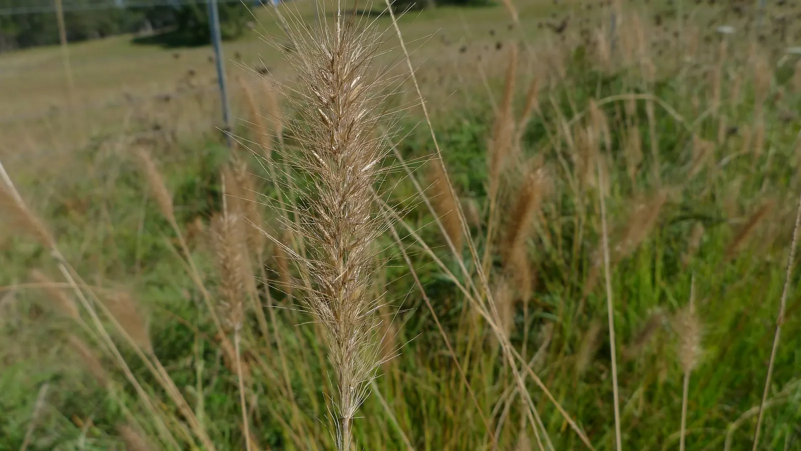 Fountain Grass (Pennisetum Alopecuroides) — These flowers can reach lengths of 8 to 12 inches and are usually a soft, rosy-purple color