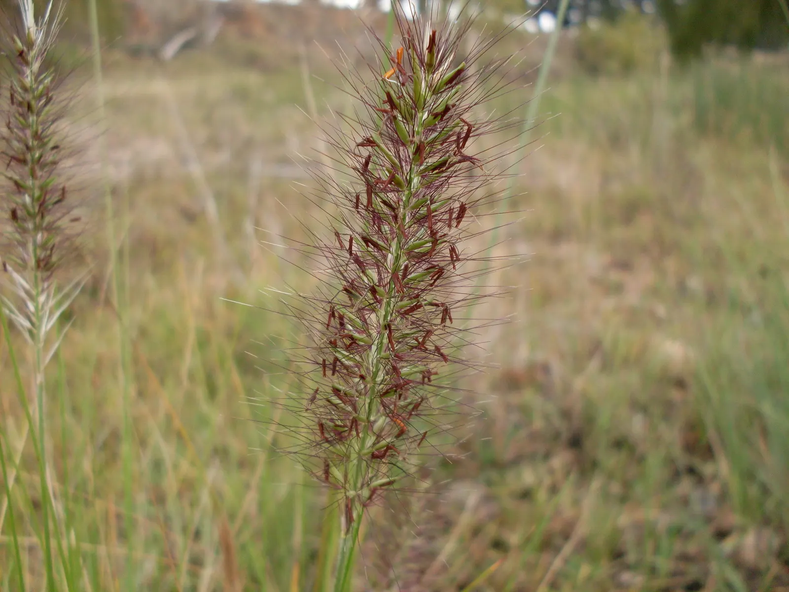 Fountain Grass (Pennisetum Alopecuroides) — Pennisetum alopecuroides is an excellent selection for adding both beauty and function to your client's, image 53