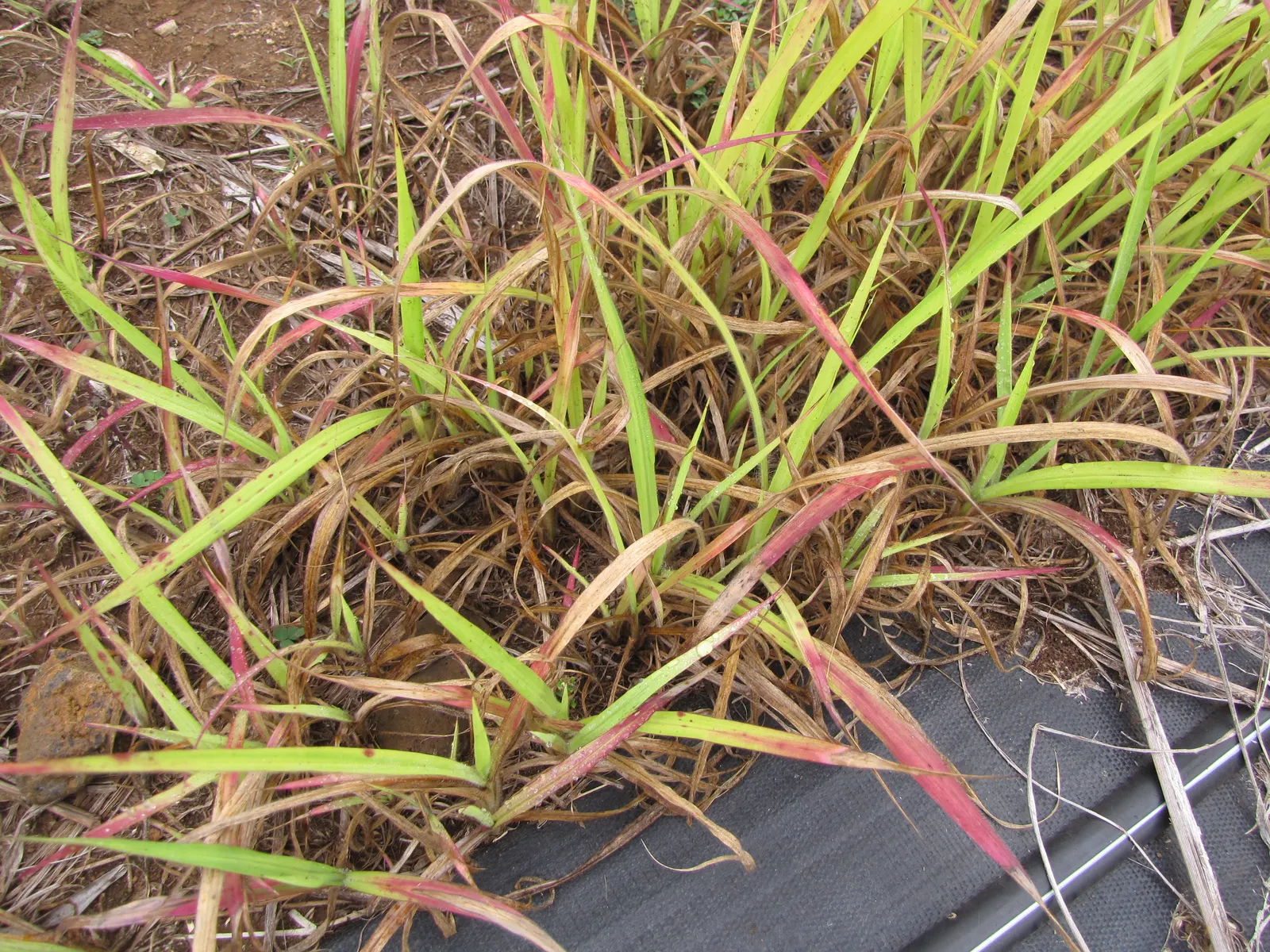 Fountain Grass (Pennisetum Alopecuroides) — they fade to a buff or tan shade persisting well into winter; making it a low-maintenance choice for, image 69