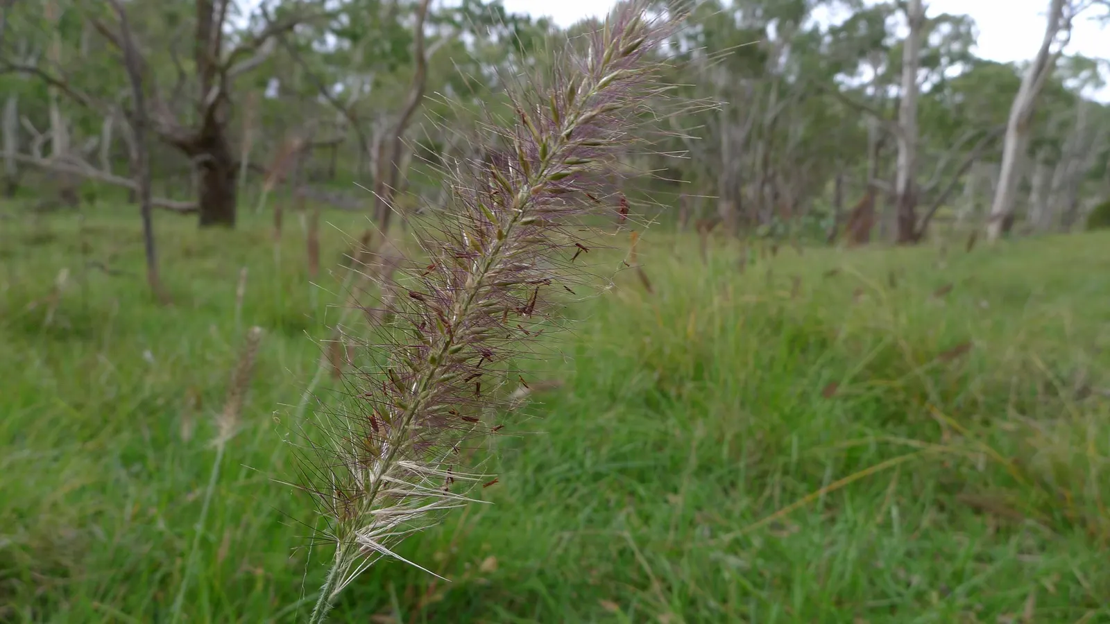Fountain Grass (Pennisetum Alopecuroides) — is a perennial ornamental grass well-suited for adding texture and movement to the landscape