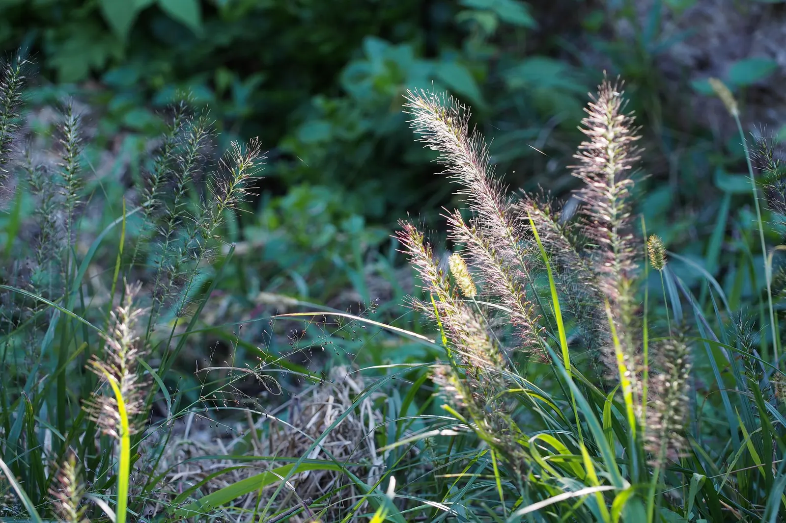 Fountain Grass (Pennisetum Alopecuroides) — This graceful plant typically reaches heights of 2 to 3 feet with an equal spread; bottlebrush-like, image 91