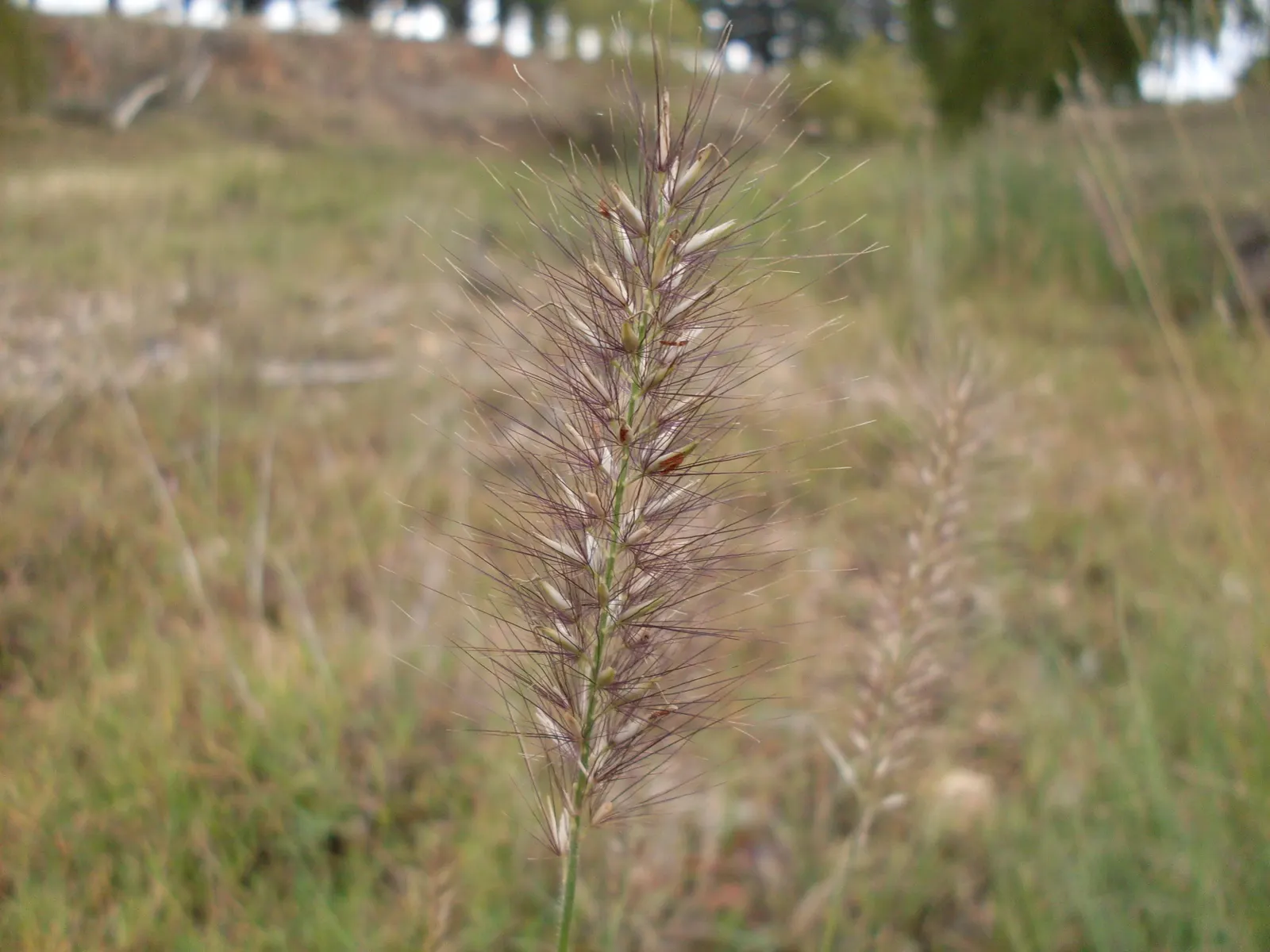 Fountain Grass (Pennisetum Alopecuroides) — this grass is drought-tolerant; it exhibits gracefully arching, bottlebrush-like plumes reaching 2 to 3 feet high