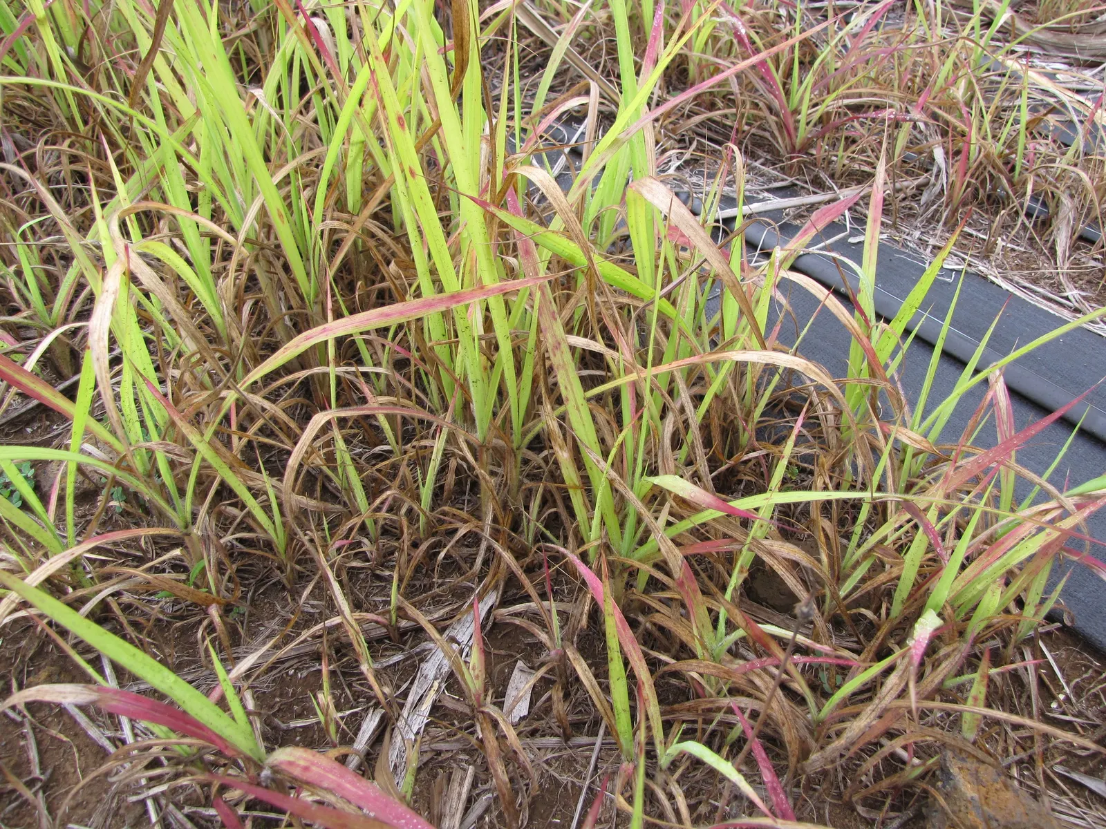 Fountain Grass (Pennisetum Alopecuroides) — bearing a striking resemblance to a water fountain when at its peak; this grass is drought-tolerant, image 65