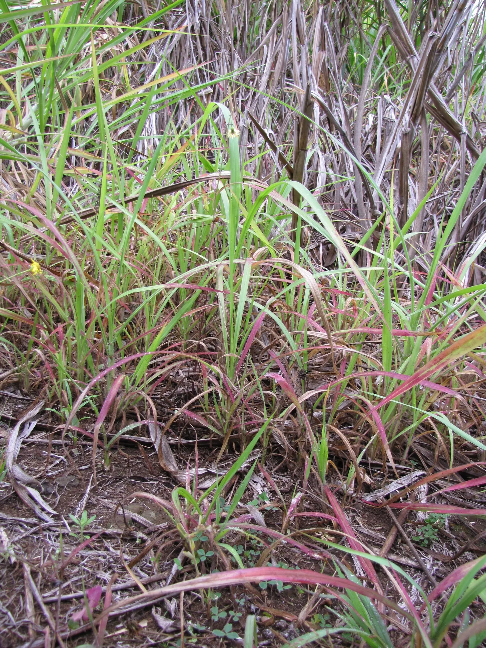Fountain Grass (Pennisetum Alopecuroides) — making it an ideal accent for borders and containers; it is adaptable to a range of soil types but performs best in