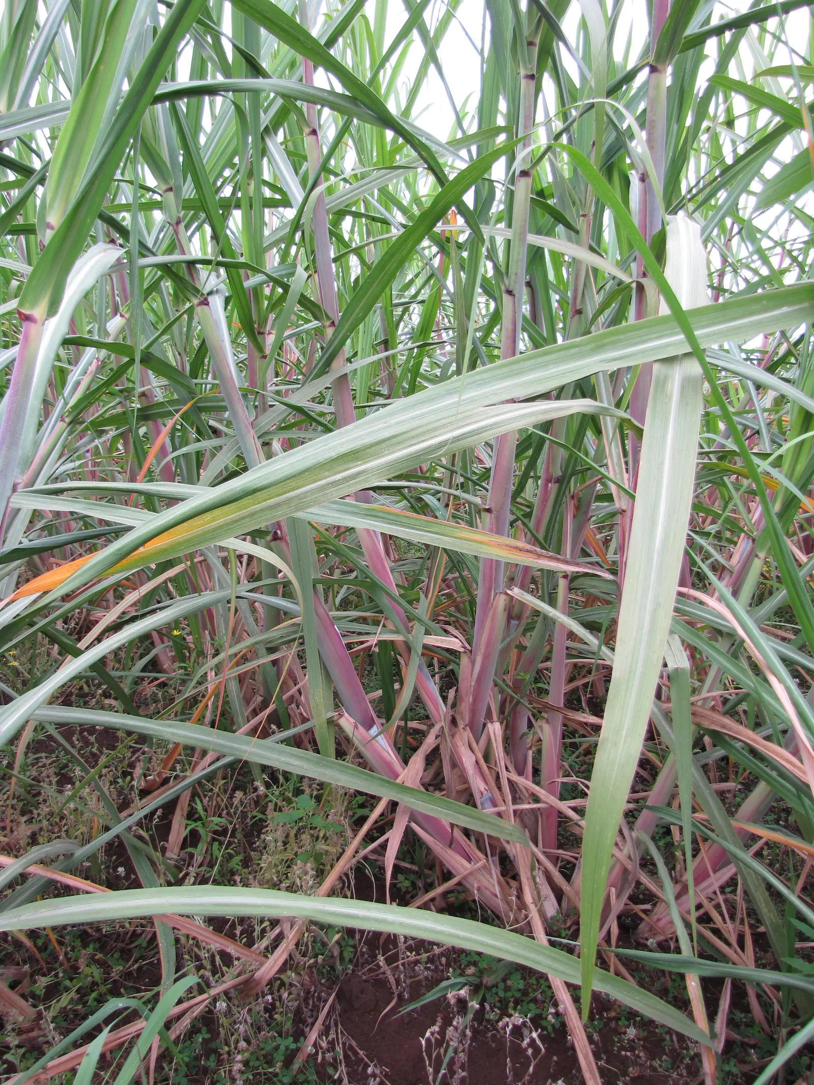 Fountain Grass (Pennisetum Alopecuroides) — making it a low-maintenance choice for water-conscious landscapes.<br><br>When planning the layout; is a perennial