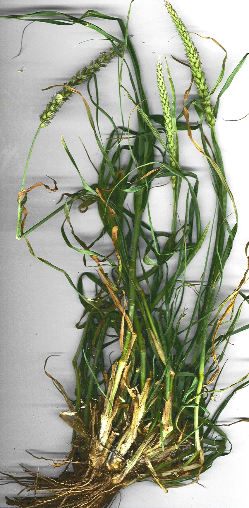 Fountain Grass (Pennisetum Alopecuroides) — These flowers can reach lengths of 8 to 12 inches and are usually a soft, rosy-purple color, image 41