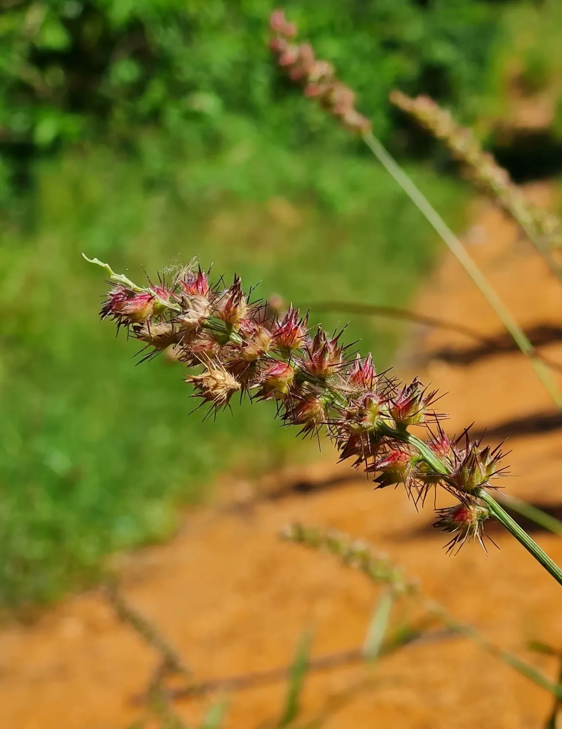 Fountain Grass (Pennisetum Alopecuroides) — this grass is drought-tolerant; it exhibits gracefully arching, bottlebrush-like plumes reaching 2 to 3, image 74
