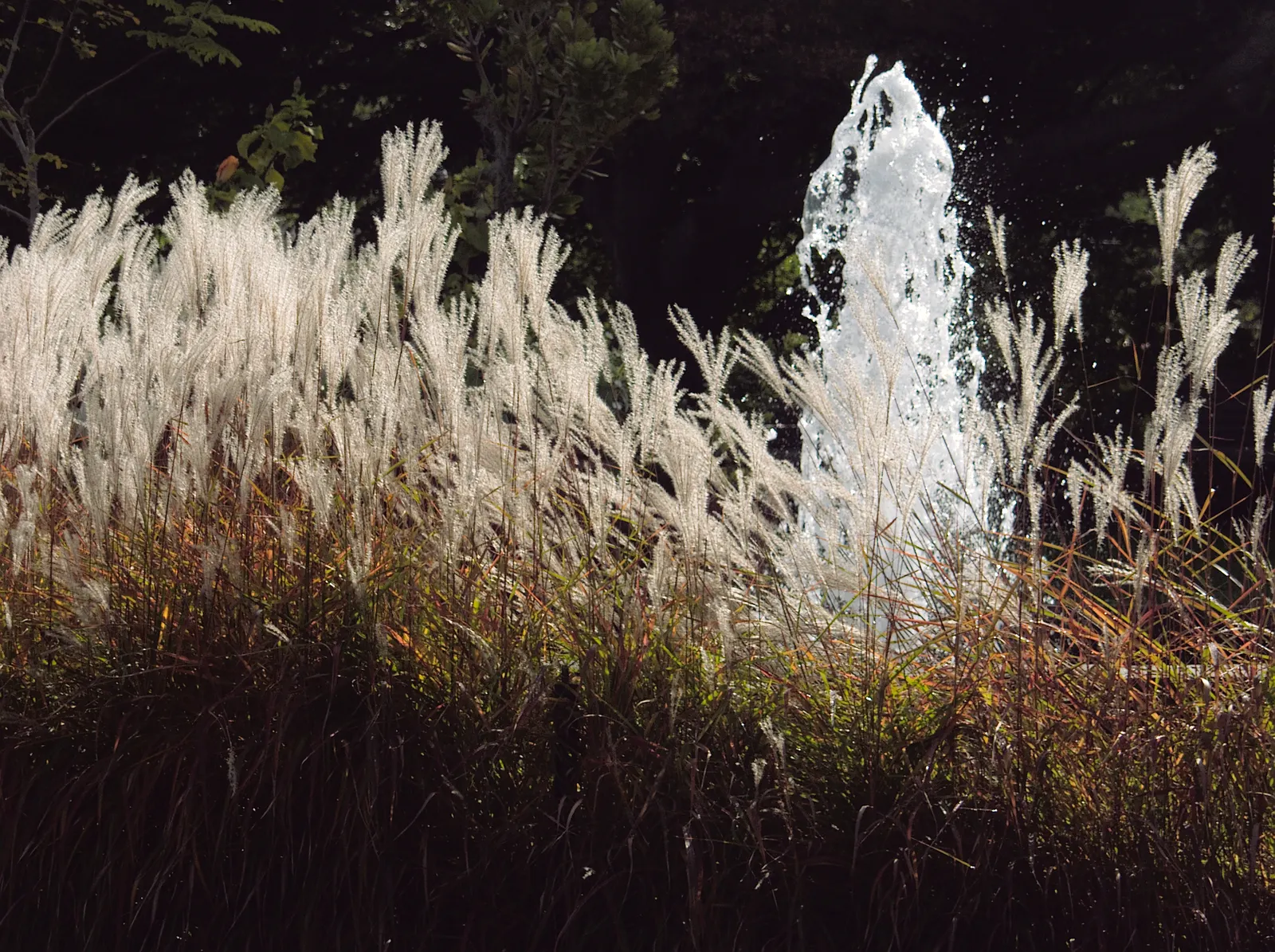 Fountain Grass (Pennisetum Alopecuroides) — Low-maintenance and drought-tolerant, image 86